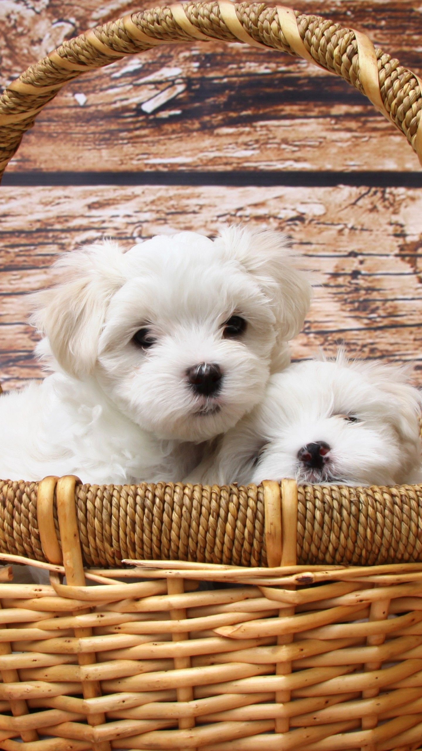 Wallpaper Maltese dogs, puppy, white, pet, Animals