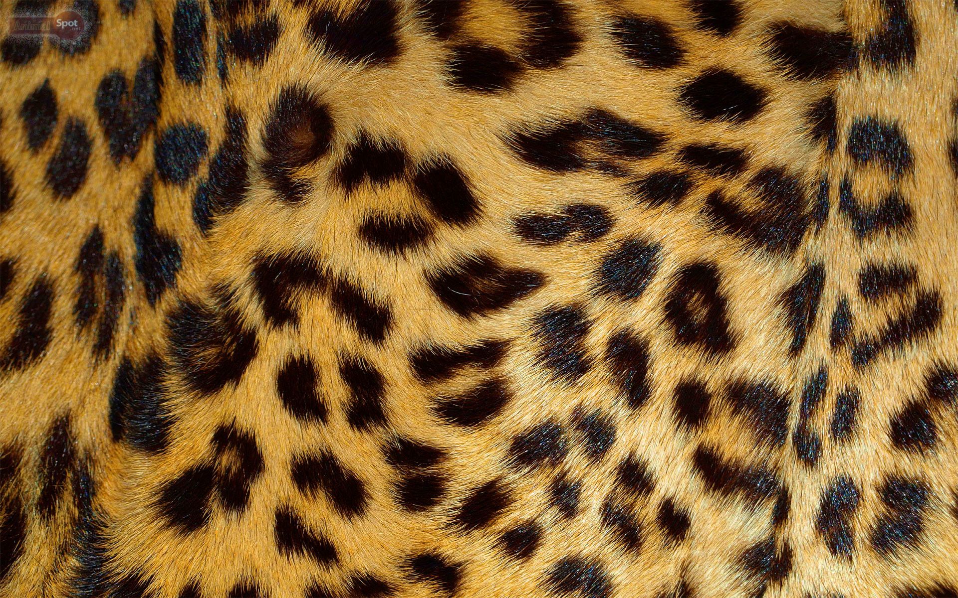 Best Leopard Wallpaper And Background Skin Wallpaper HD HD Wallpaper