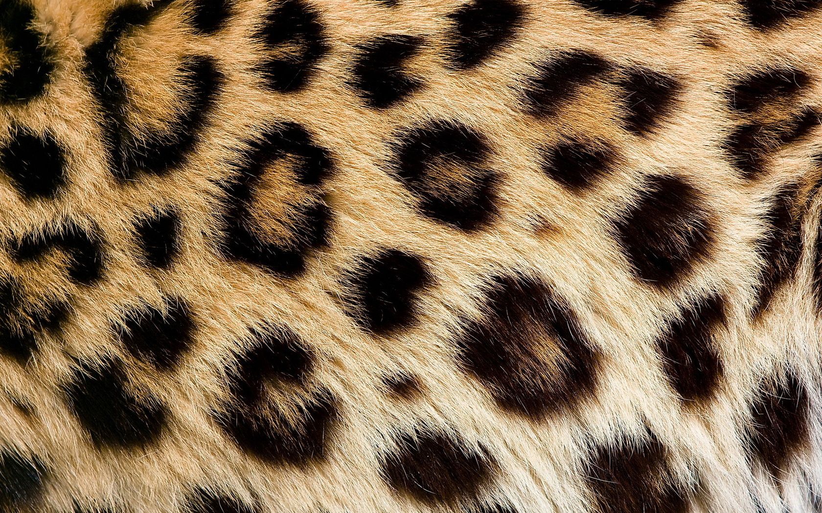 Free download Leopard Skin HD Wallpaper Background [1680x1050] for your Desktop, Mobile & Tablet. Explore Leopard Skin Wallpaper. Snow Leopard Wallpaper, Zebra Print Wallpaper, Leopard Wallpaper for Bedroom