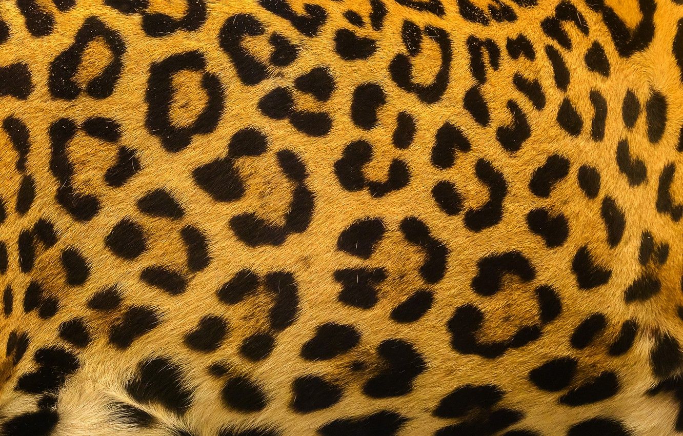 Wallpaper background, leopard, skin, fur, leopard, texture, fur, skin image for desktop, section текстуры