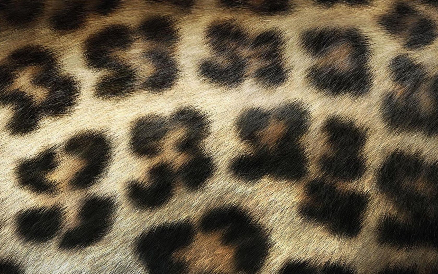 Leopard Print Wallpaper