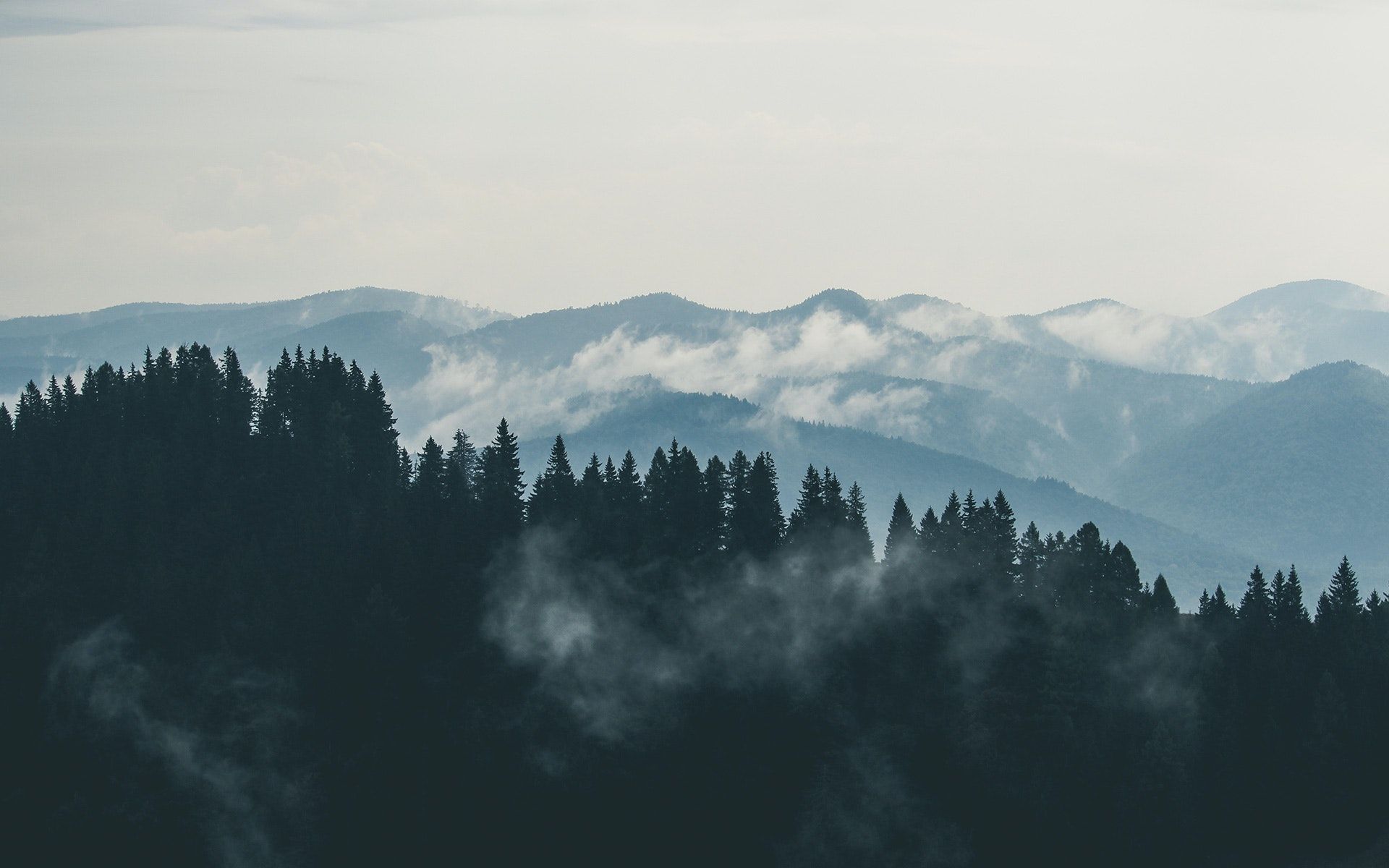 Foggy Forest Photo, Download The BEST