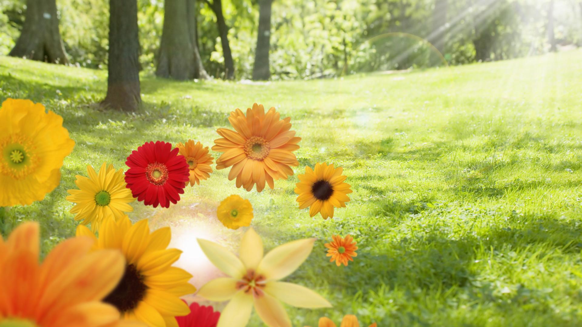 Flower Sunshine Free Desktop Wallpaper