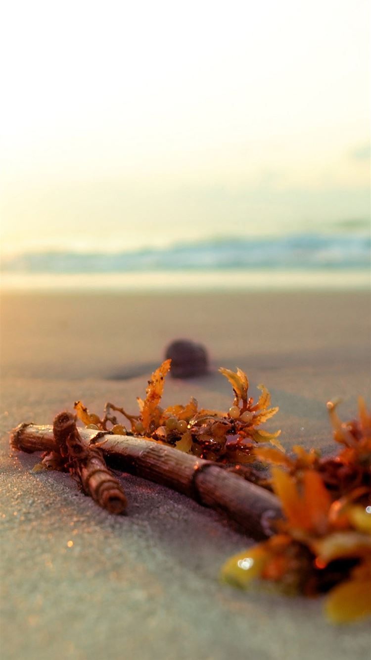 Summer Bright Sunshine Beach Kelp iPhone 8 Wallpaper Free Download