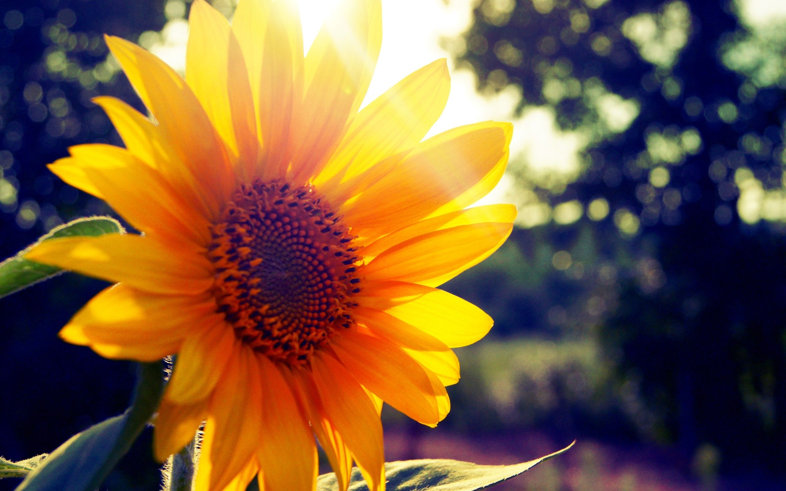 Flower Sunshine Free Desktop Wallpaper
