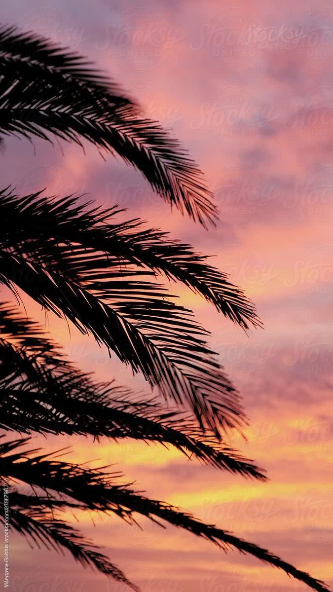 A vertical stock video of a palm tree silhouette during a vivid sunset on the Florida coast. Palm tree silhouette, Palm trees wallpaper, Tree silhouette