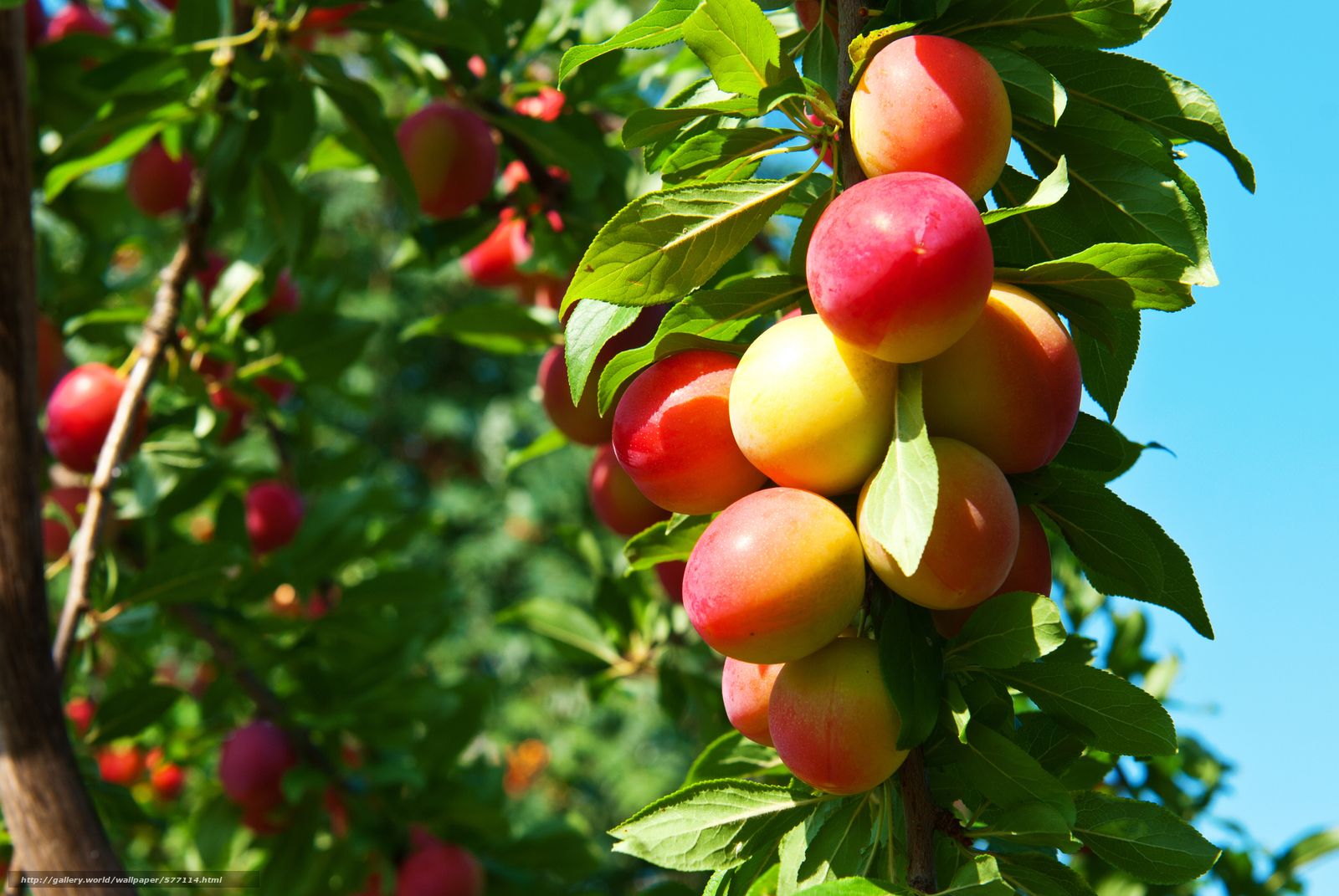 Free Desktop Wallpaper Spring Fruits