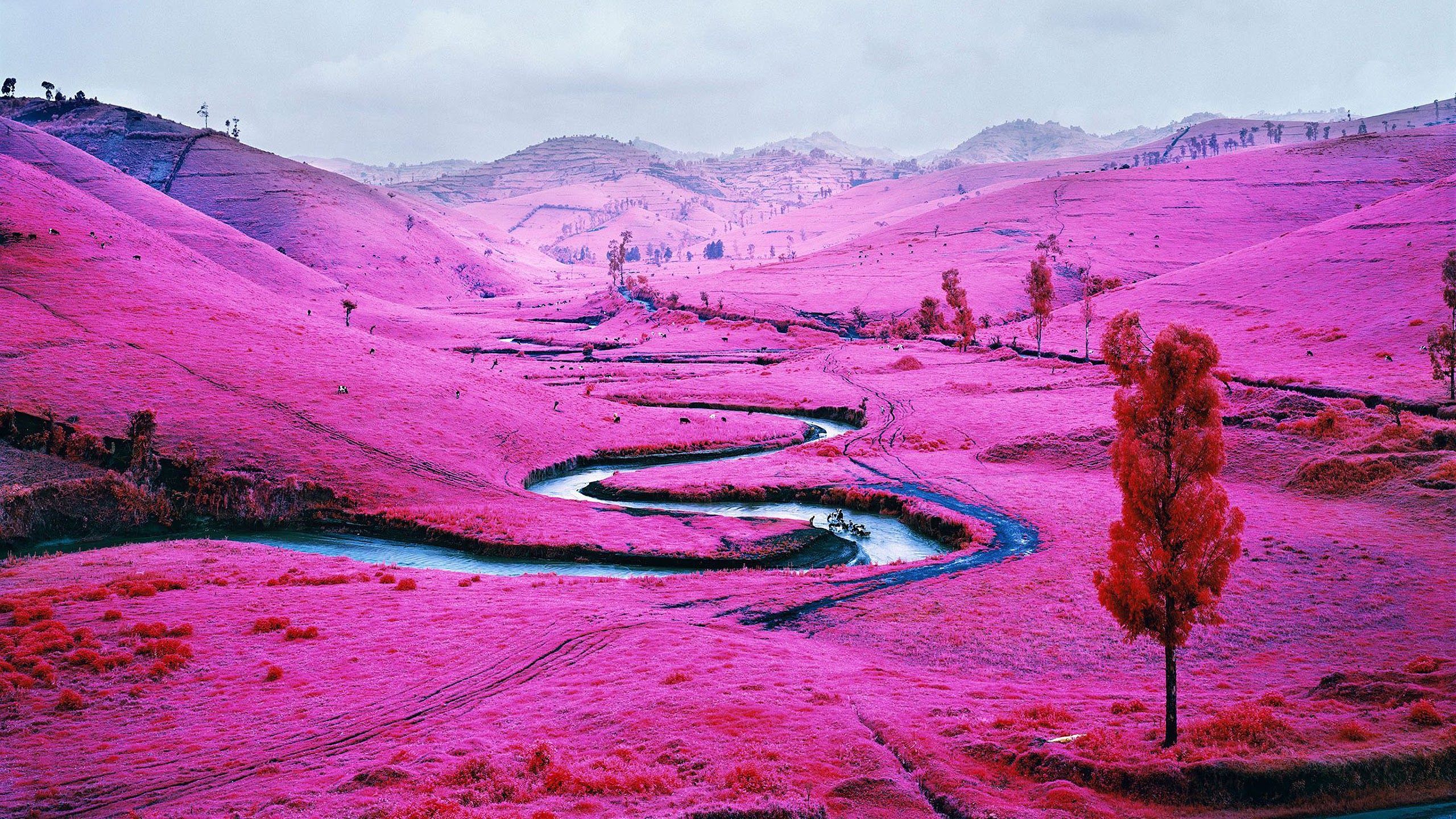 Pink Field Nature Scenery Landscape 4K Wallpaper