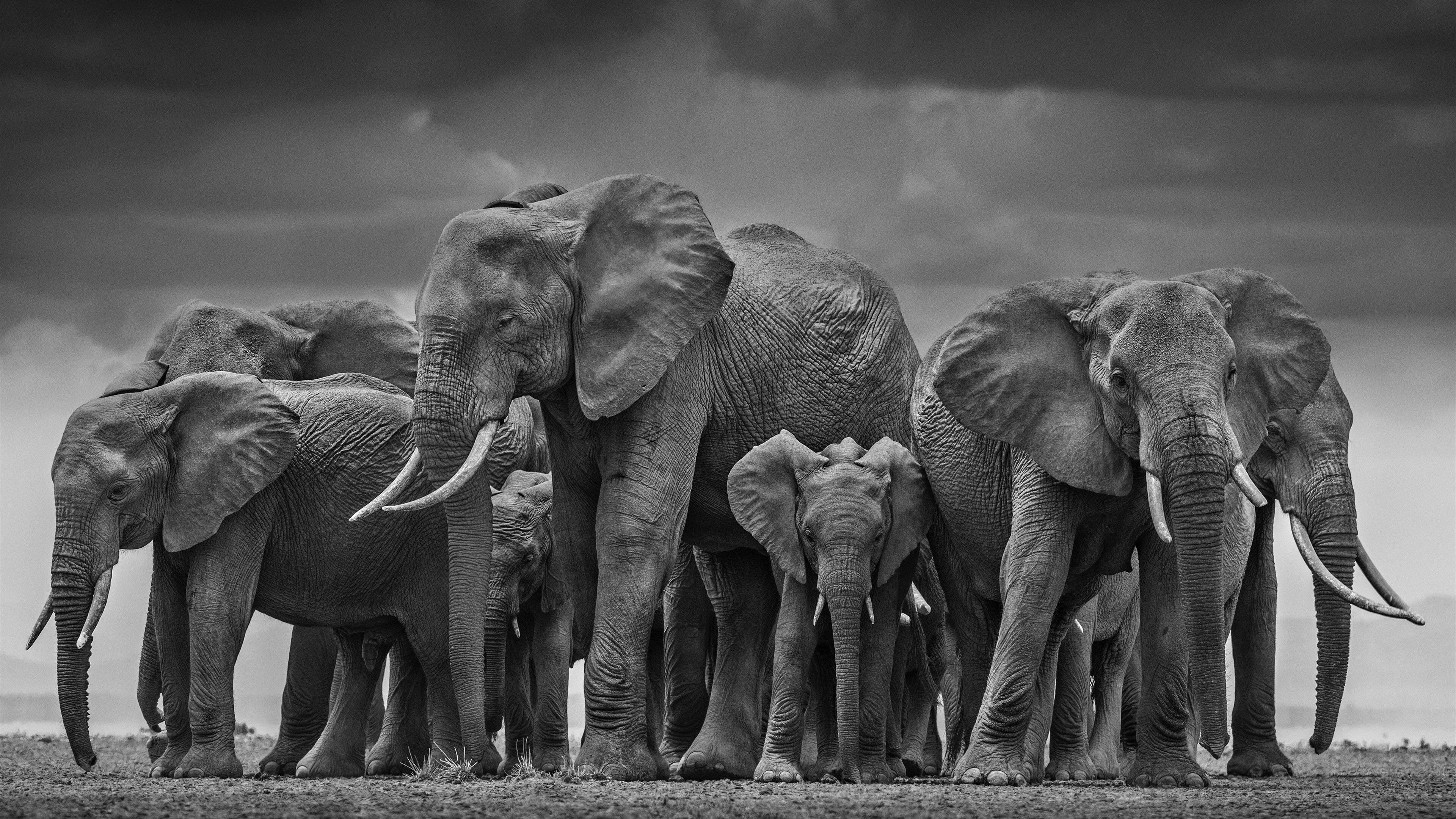 Elephant 4k PC Wallpapers Wallpaper Cave Elephant 4k PC Wallpapers Wallpaper Cave