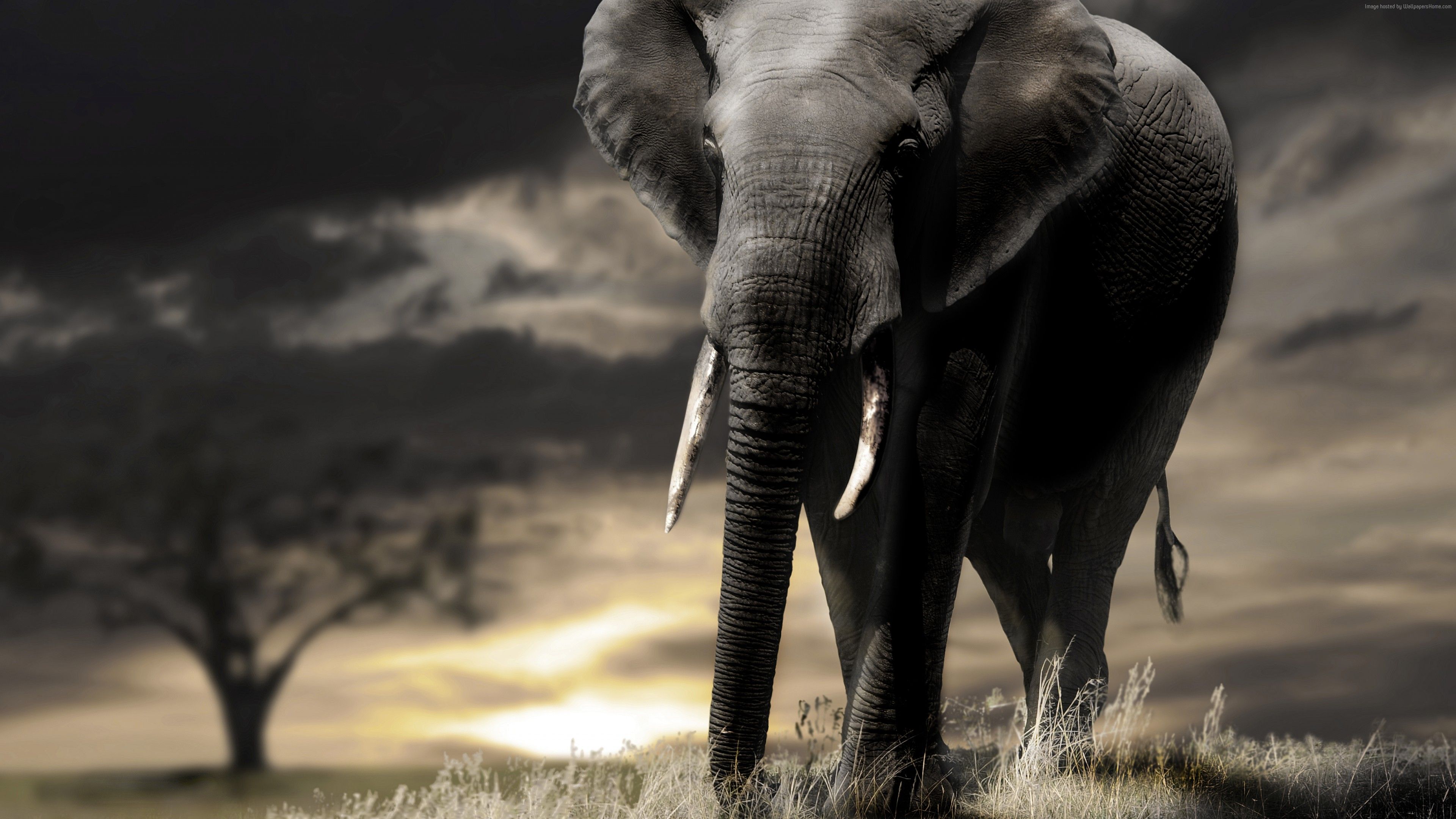 Wallpaper Elephant, sunset, savanna, clouds, Animals Wallpaper Download Resolution 4K Wallpaper