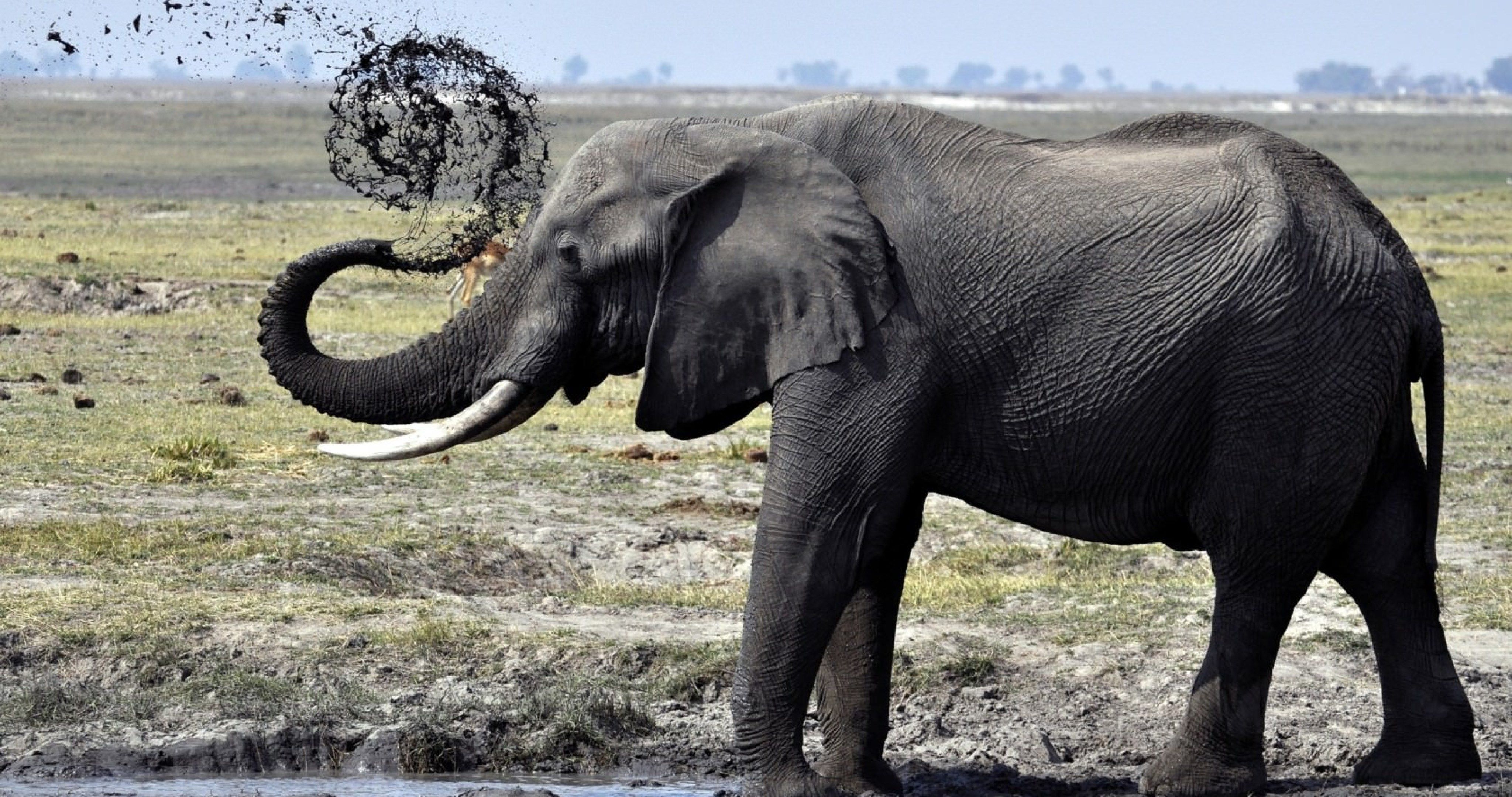 elephant mud puddle 4k ultra HD wallpaper. Elephant image, Elephants photo, Elephant