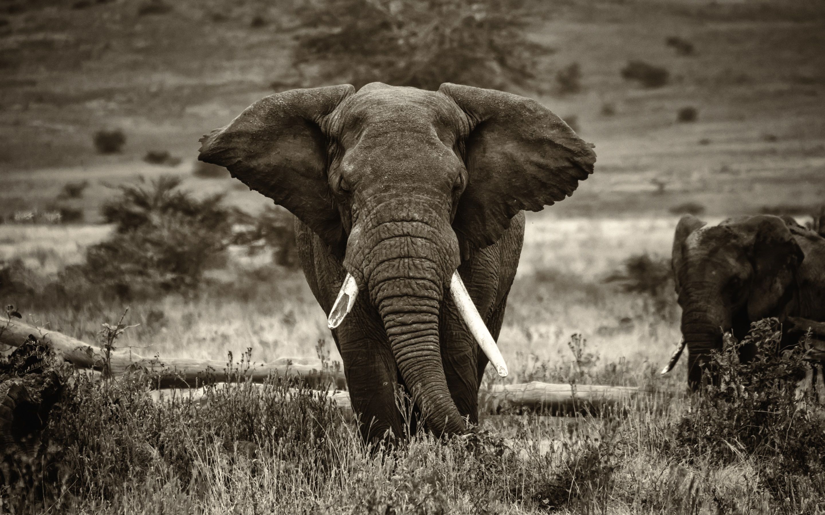 African Elephant Wallpaper 4k HD Wallpaper