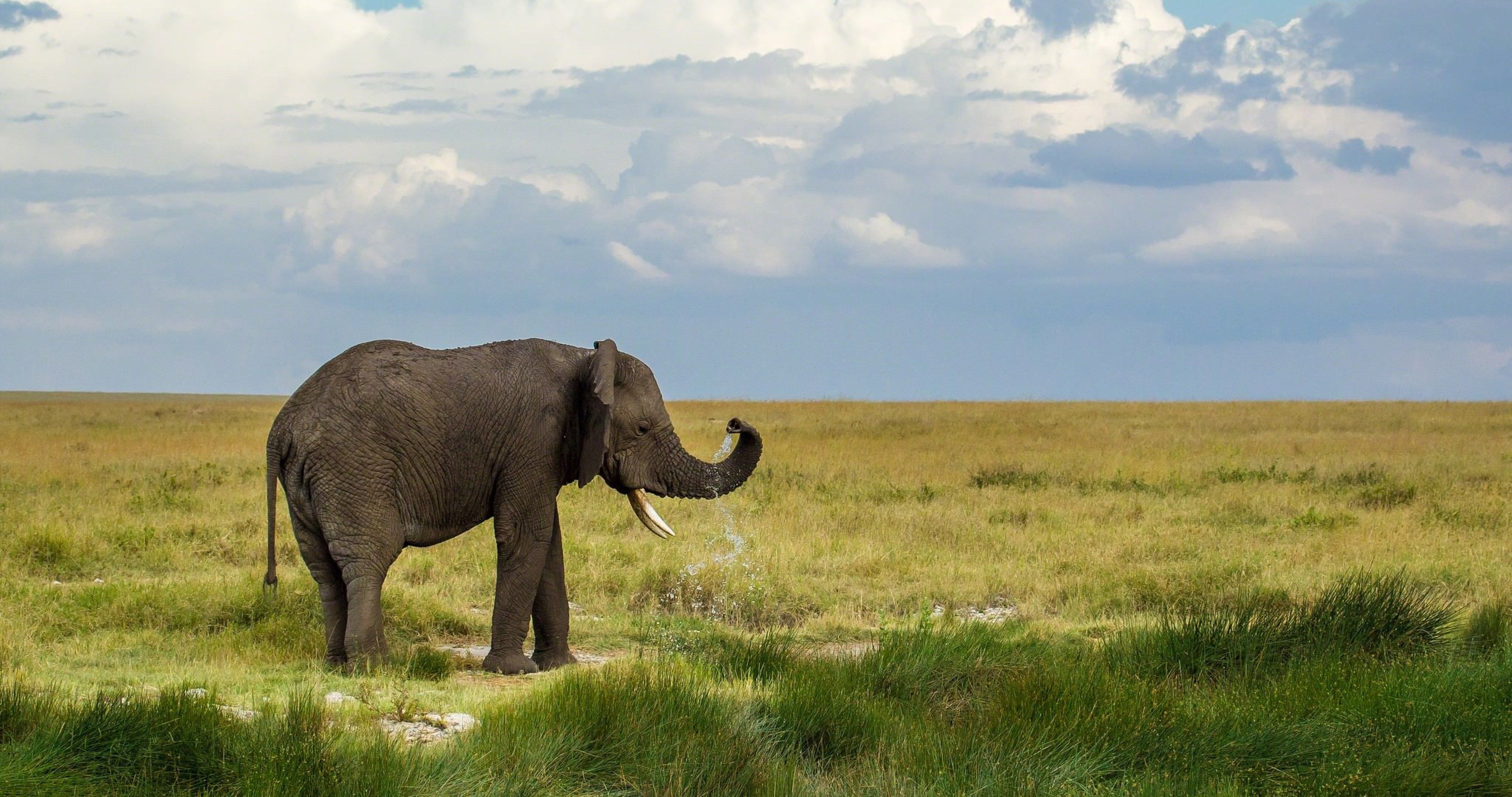 elephant water sprays 4k ultra HD wallpaper. Elephant wallpaper, Elephant, Small elephant