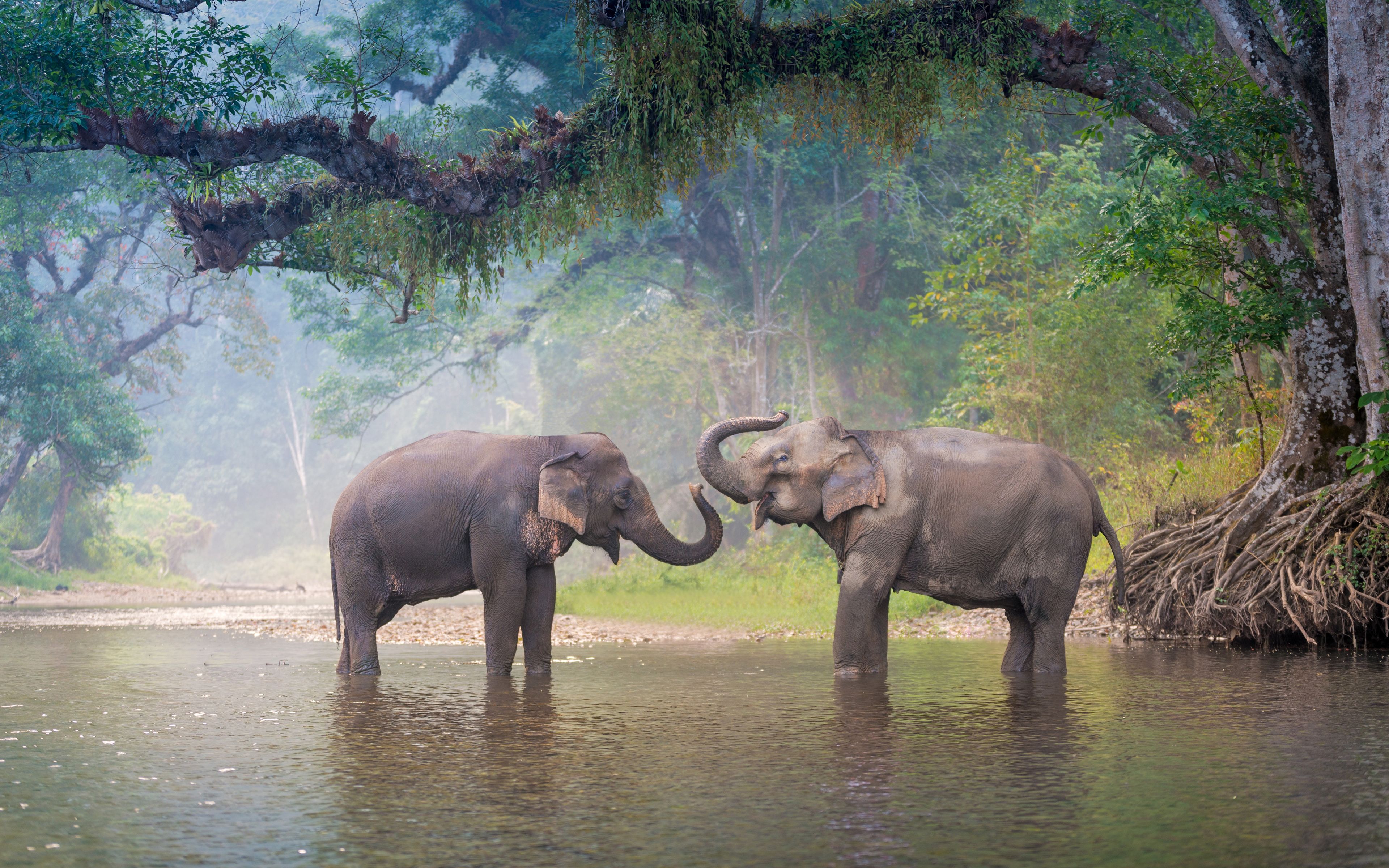 High Resolution Elephant Desktop Wallpaper