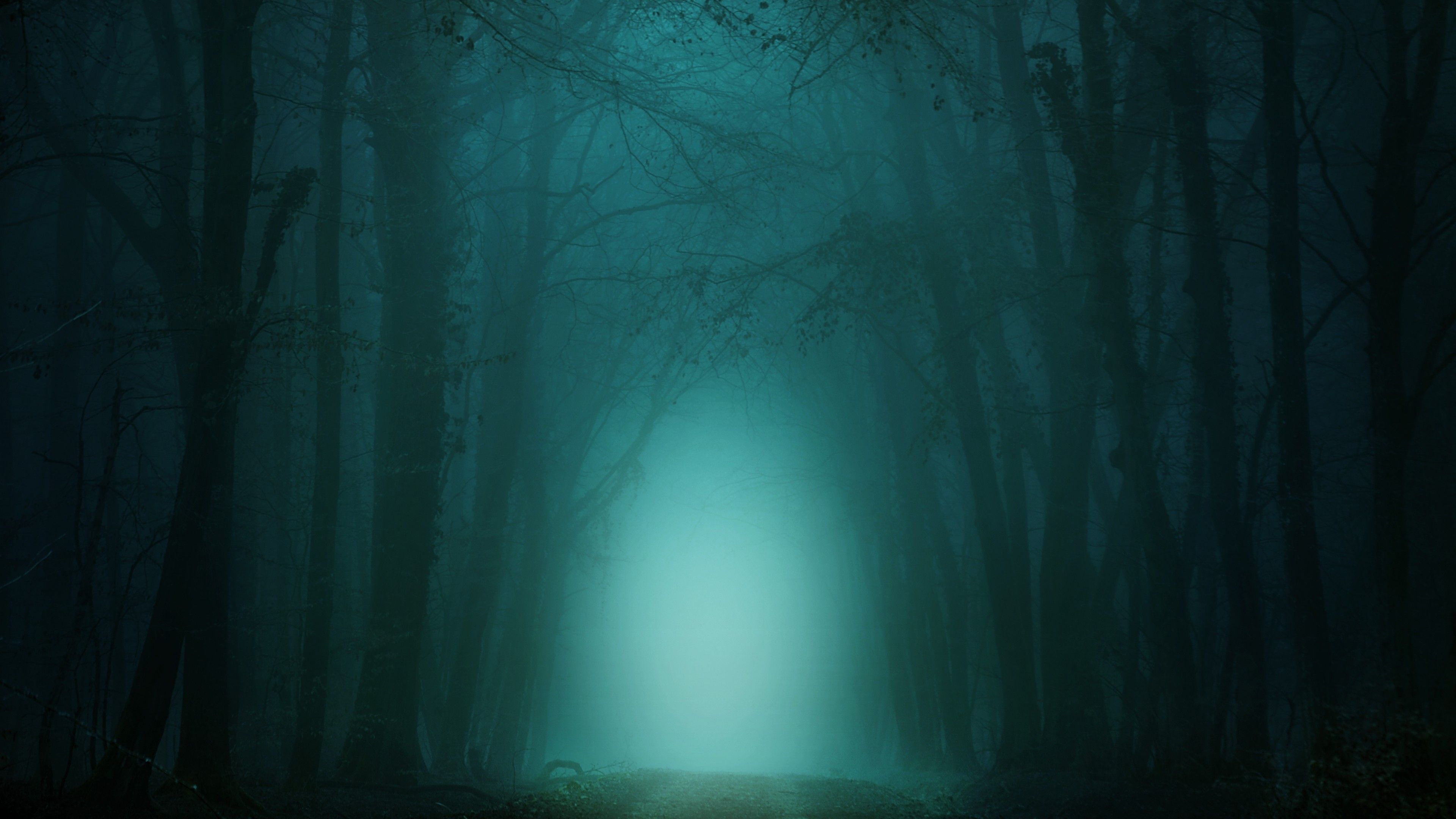 Forest 4K Wallpaper, Path, Foggy, Morning, Teal, Cold, Turquoise, Trees, 5K, Nature