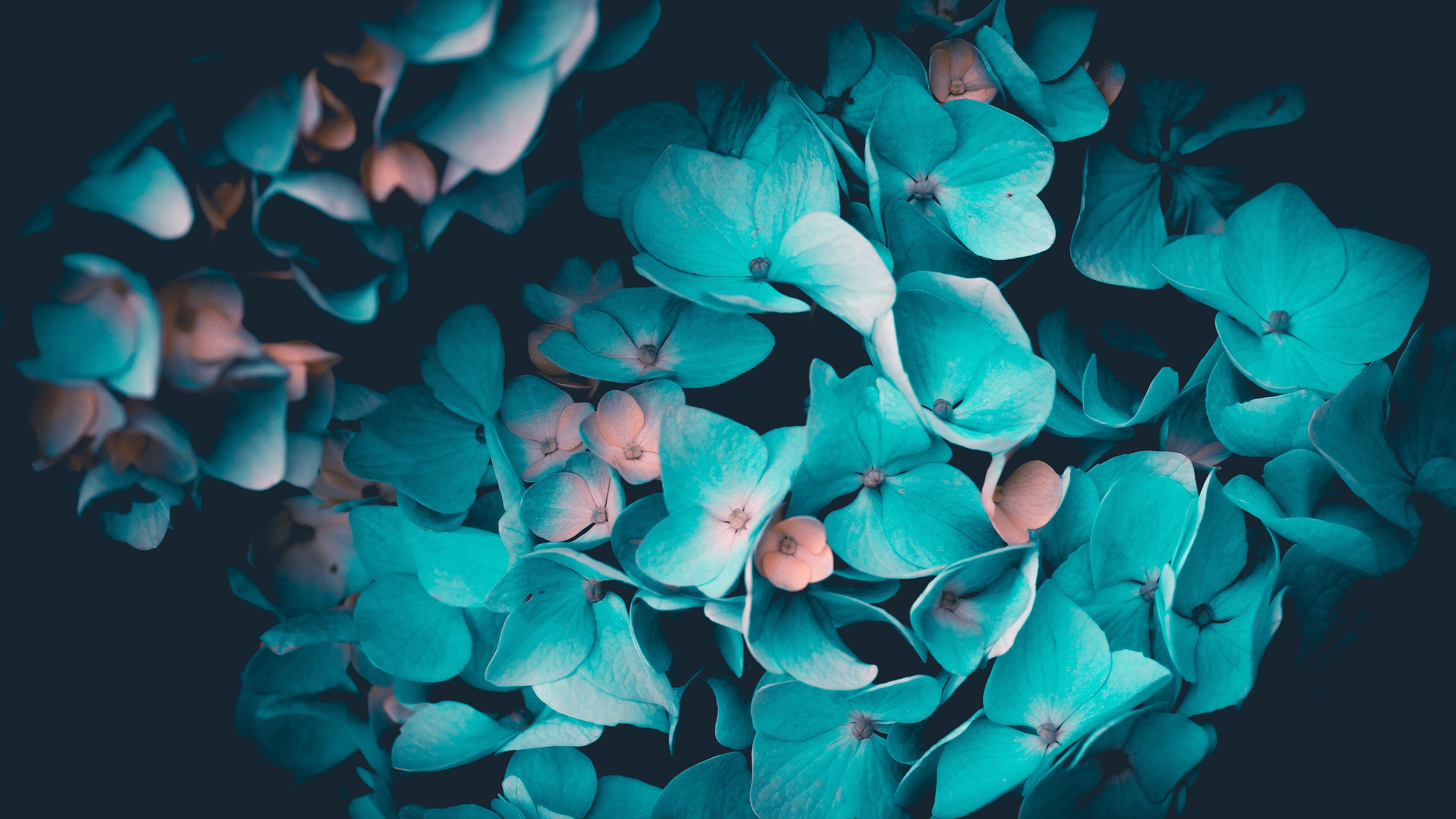 Blue flowers, Petals, Teal, Black background, 4k Free deskk wallpaper, Ultra HD