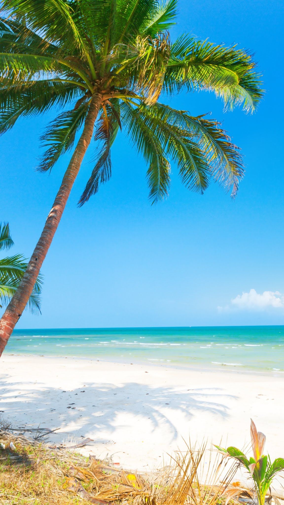 Beautiful beach, mobile wallpaper, palm tree, sand, nature, horizon Mobile Walls