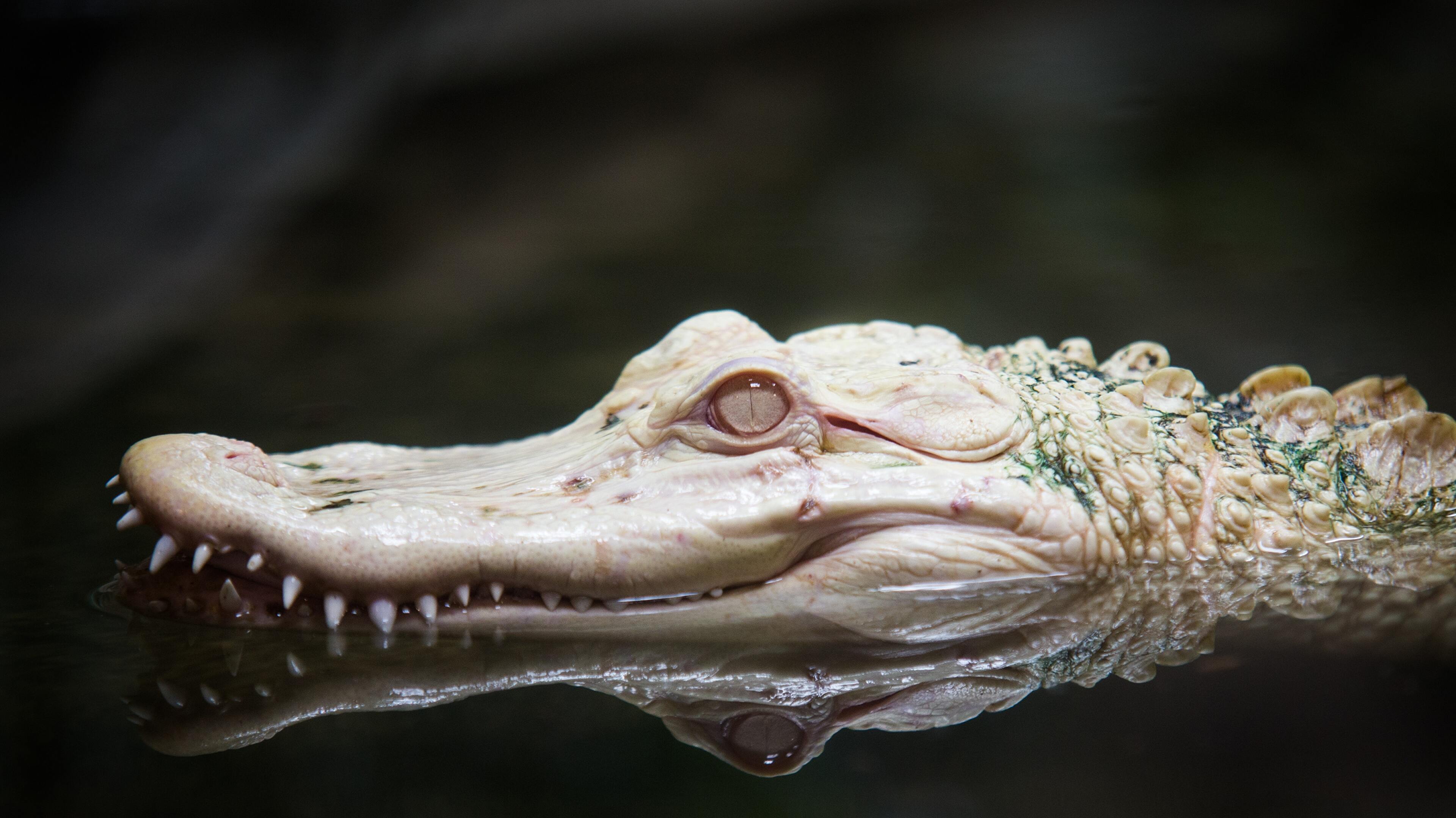 Alligator 4K wallpaper for your desktop or mobile screen free and easy to download
