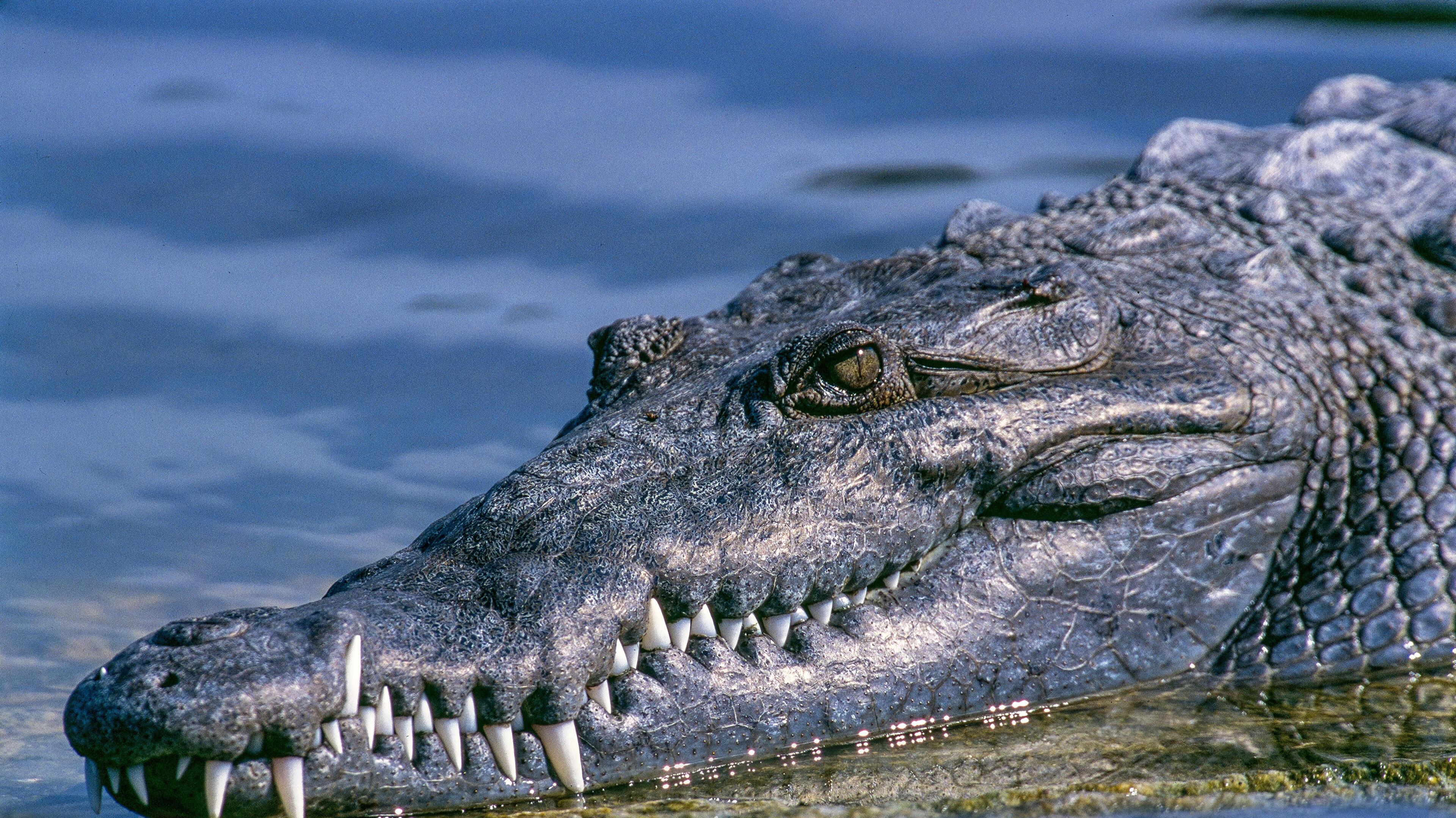 Crocodile 4K wallpaper for your desktop or mobile screen free and easy to download