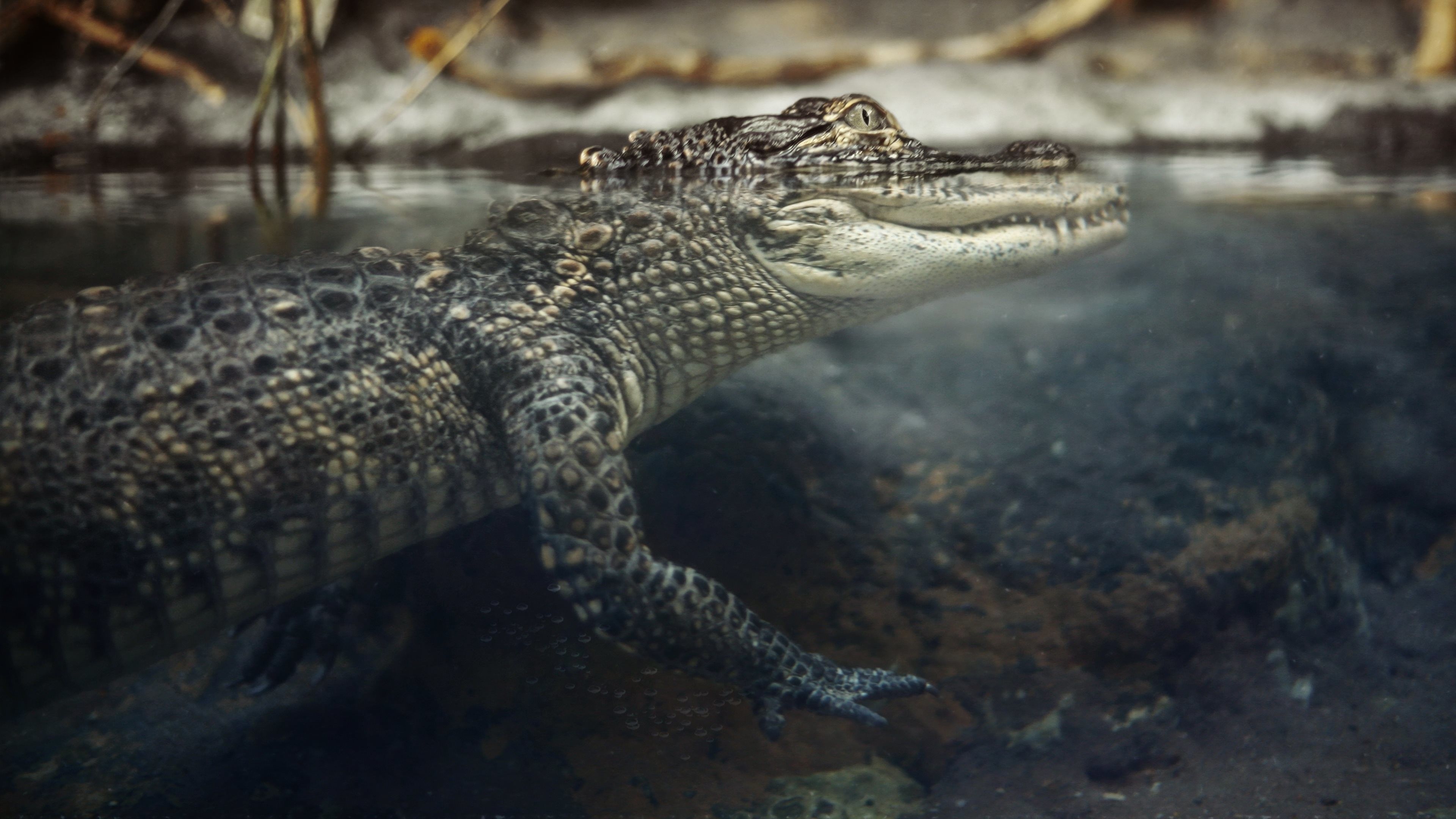 Crocodile Wallpaper Free Crocodile Background