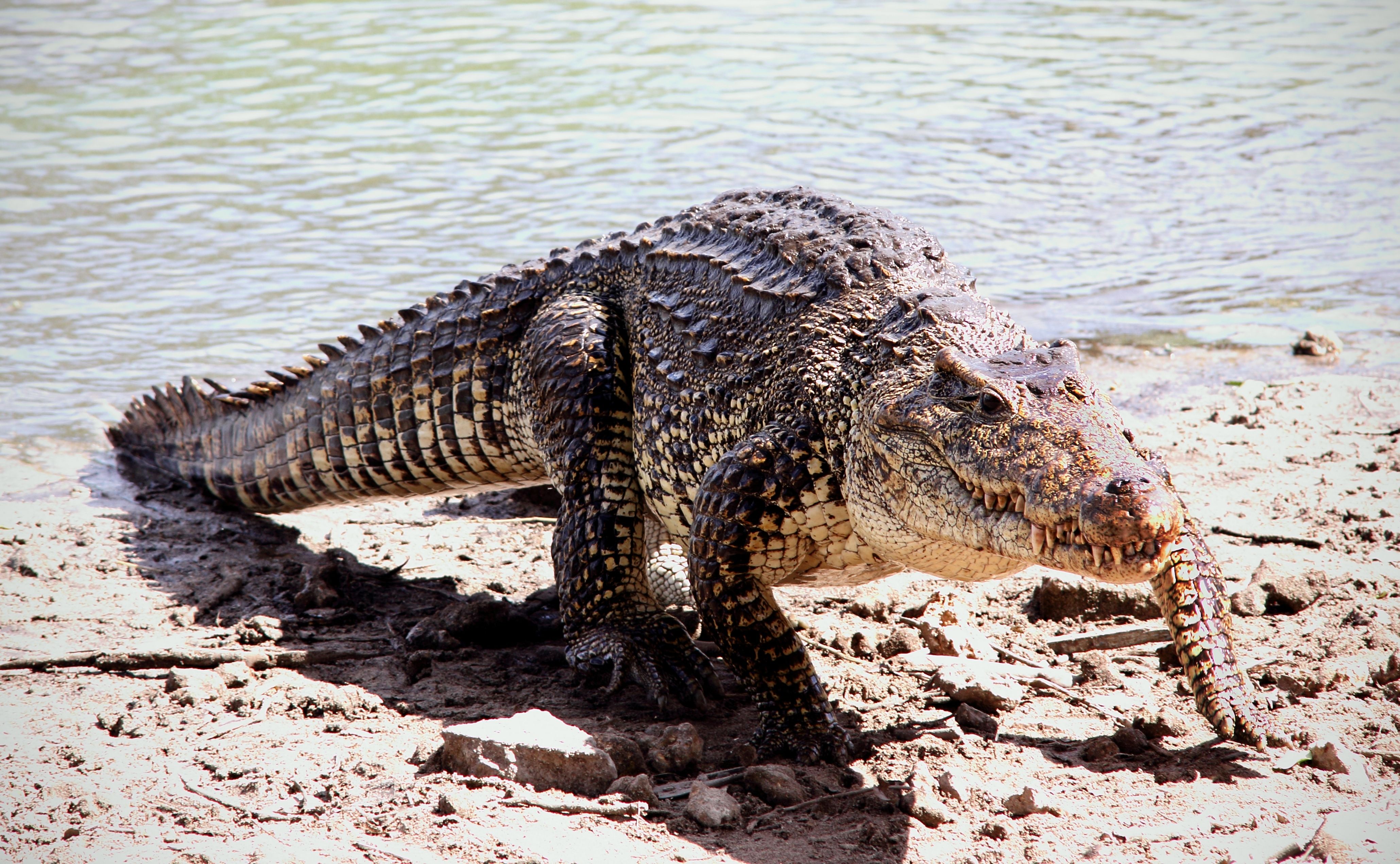Crocodile 4k