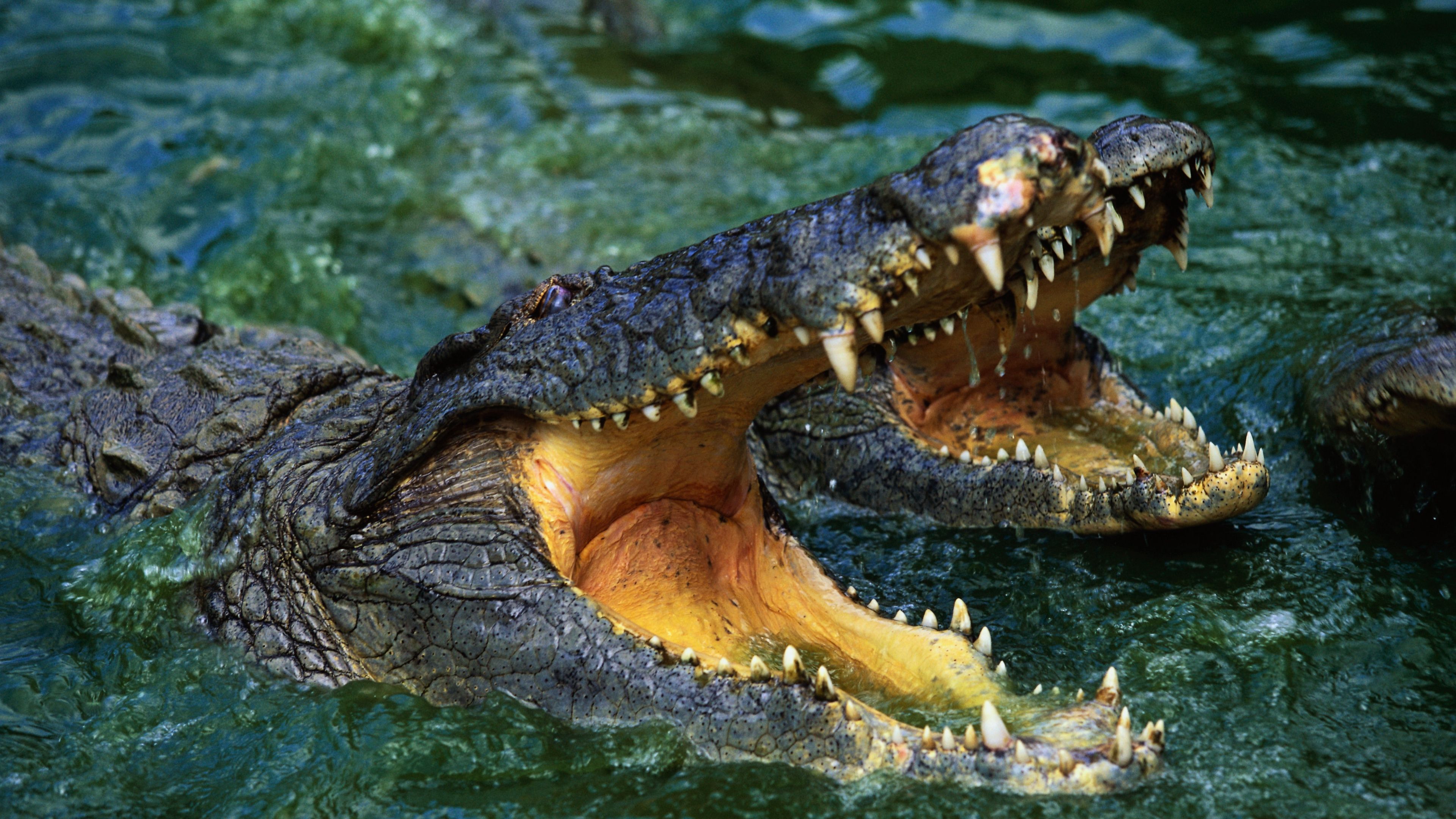 Wallpaper 4k crocodile, snout, teeth, water, predator 4k crocodile, snout, teeth