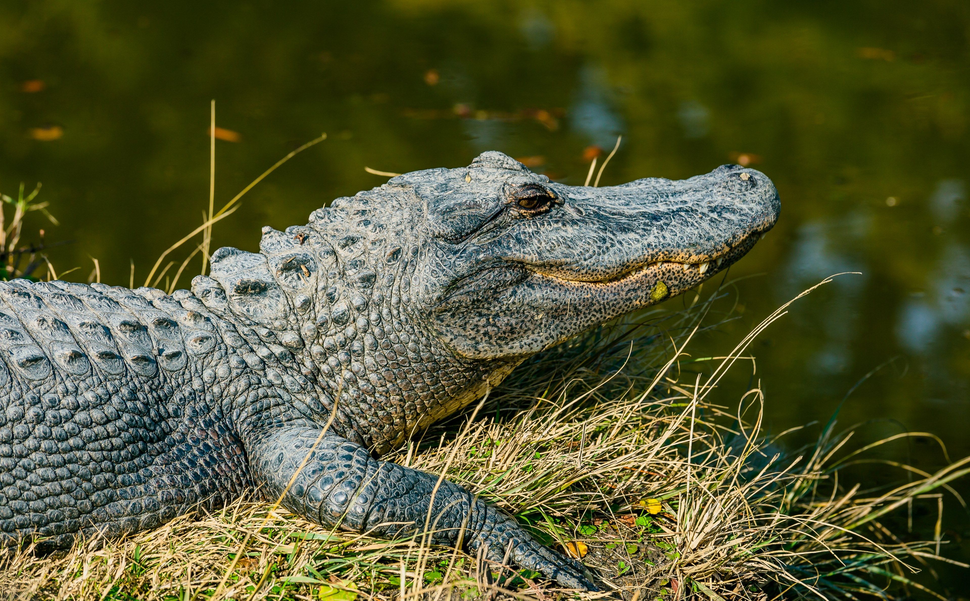 Wallpaper / alligator on the grass by the water at alligator adventure, wild alligator 4k wallpaper