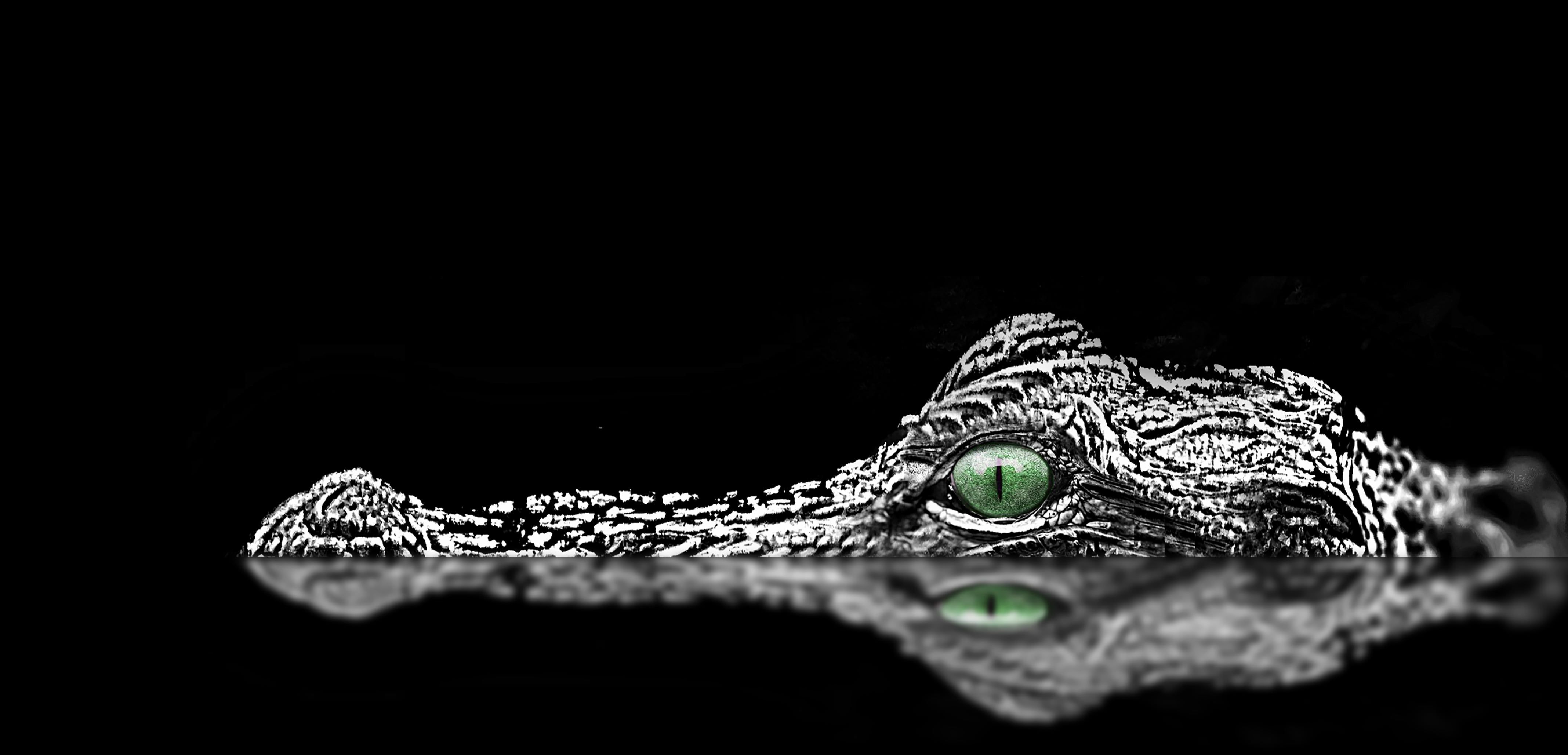 Black Alligator Wallpaper Free Black Alligator Background