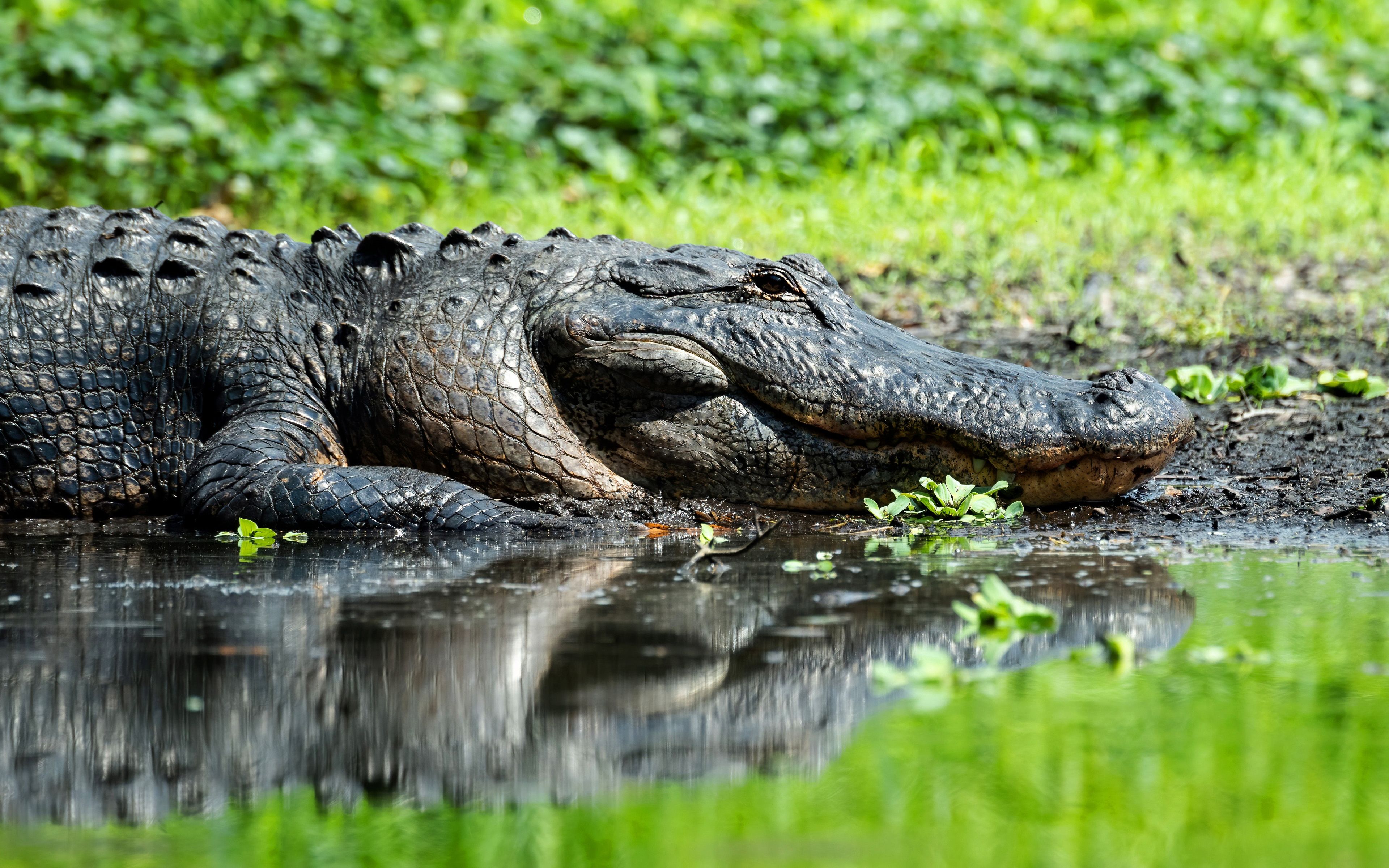 Download wallpaper Alligator, 4k, wildlife, reptile, crocodile, lake, bokeh for desktop with resolution 3840x2400. High Quality HD picture wallpaper