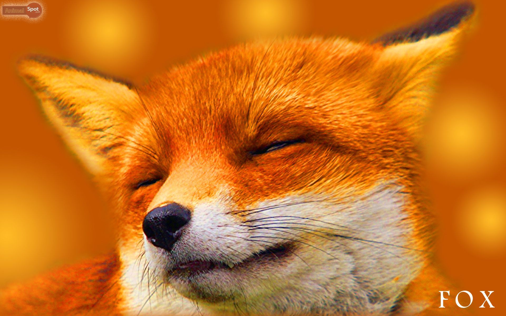 Orange Fox Racing Wallpaper High Quality Resolution Click Wallpaper. Fox, Orange fox, Fox racing
