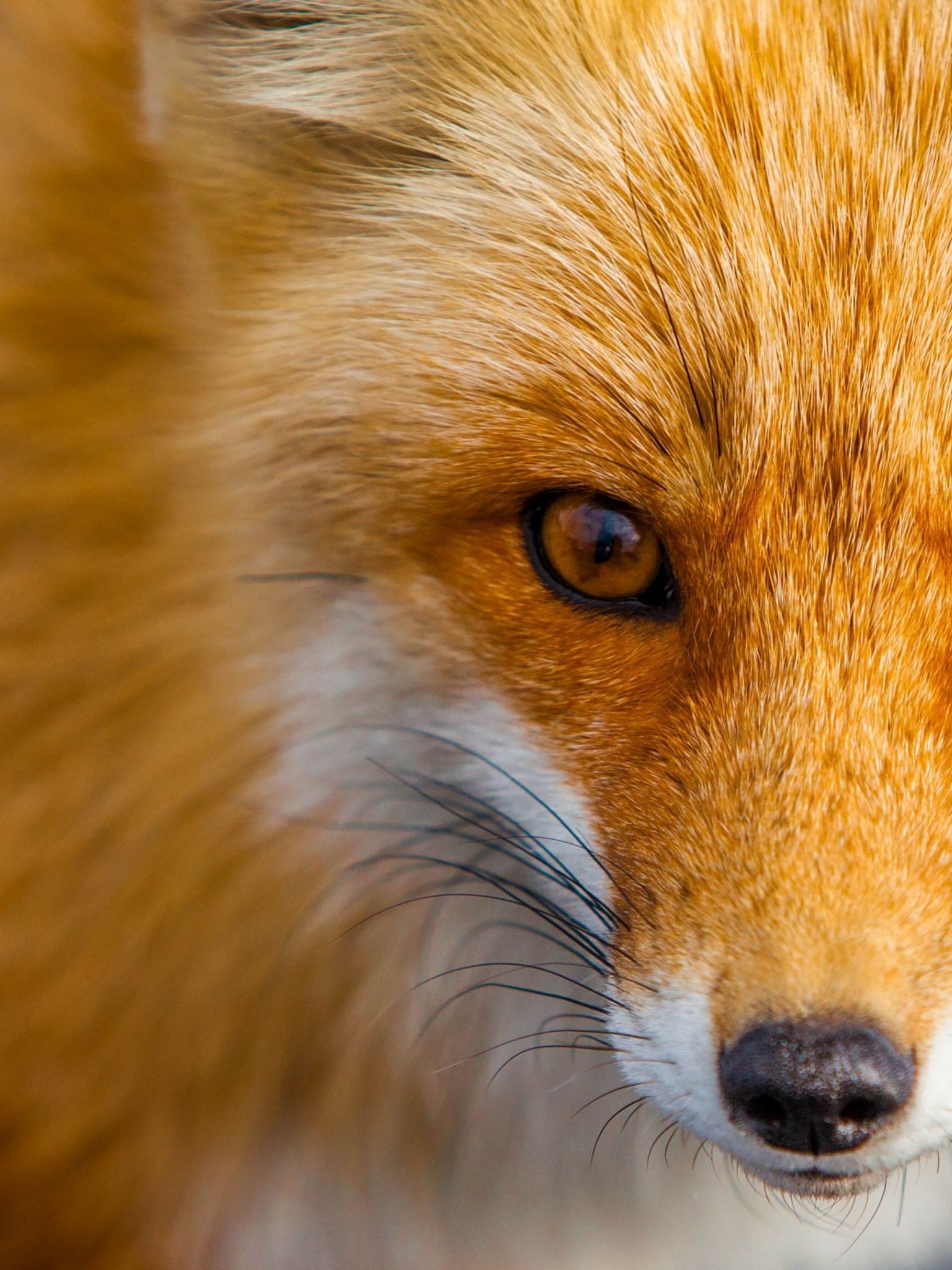 Free download 66 Red Fox Wallpaper [3840x2160] for your Desktop, Mobile & Tablet. Explore Red Fox Wallpaper. Red Fox Wallpaper, Red Fox Wallpaper, Red Fox Desktop Wallpaper