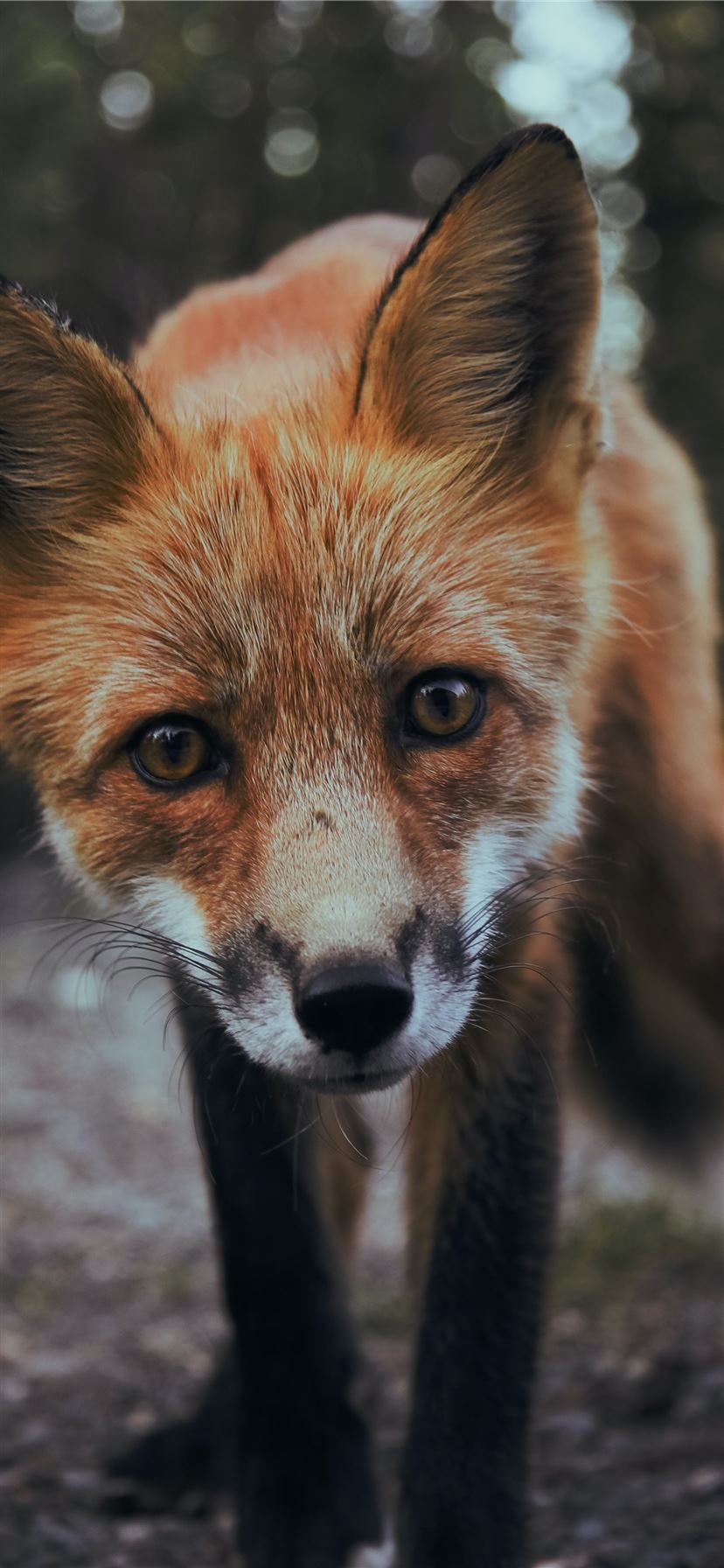 selective focus photography of orange fox iPhone 11 Wallpaper Free Download