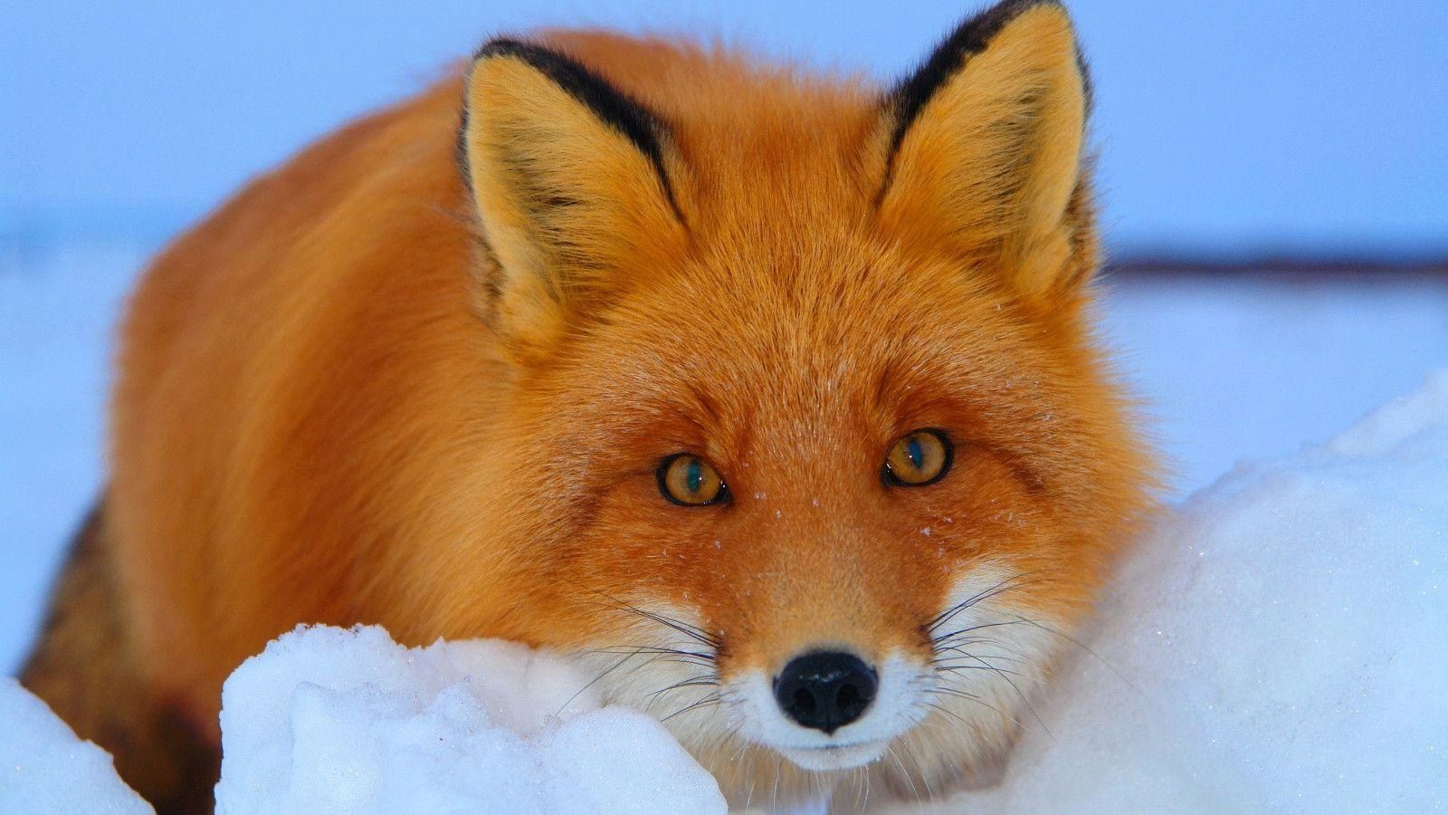 Red Fox Wallpaper Lovely Red Fox Wallpaper Of the Day of The Hudson