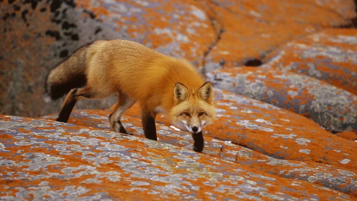 Red orange Canada foxes wallpaperx1080