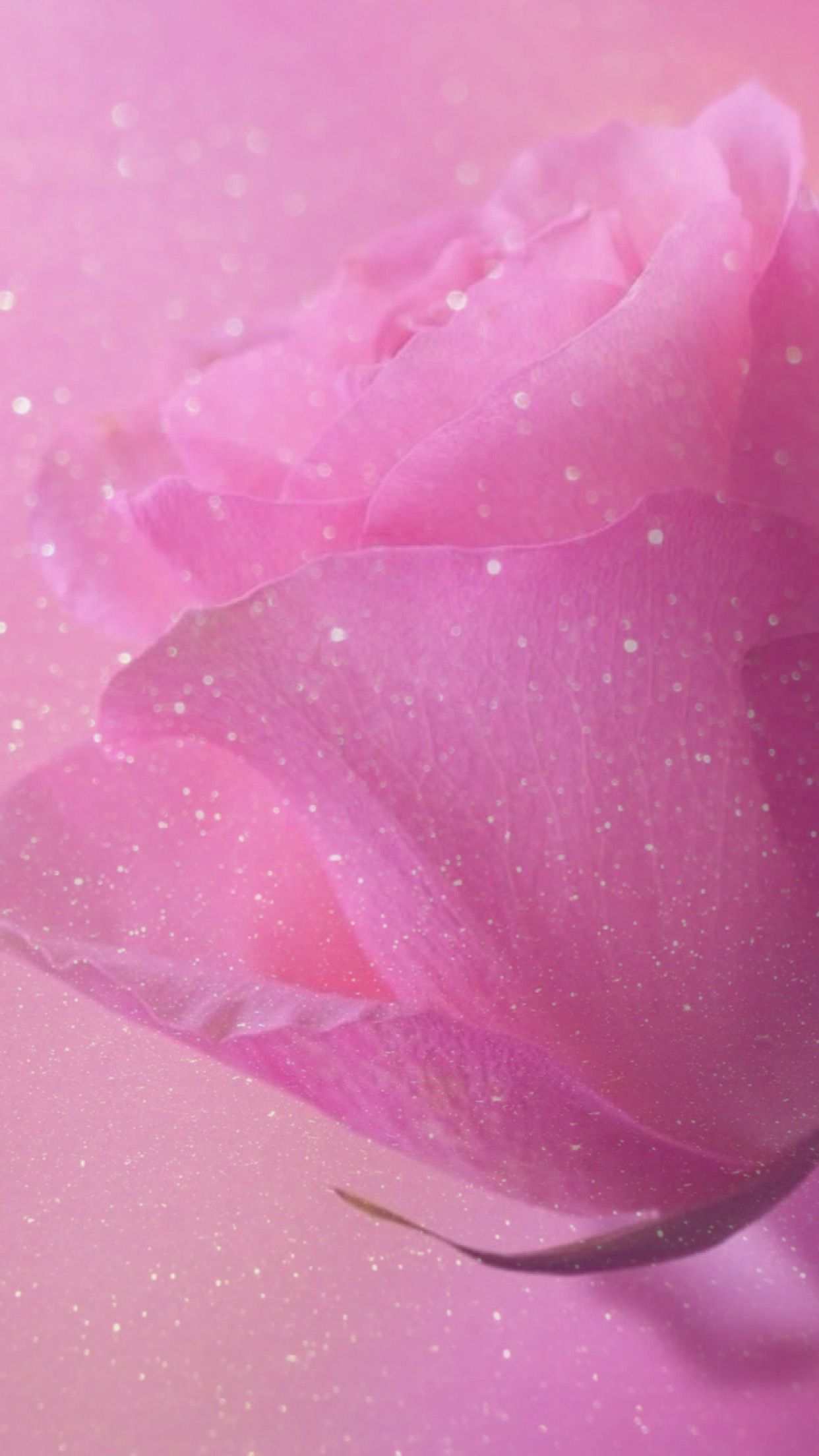 Pink Rose Glitter Wallpaper Free Pink Rose Glitter Background