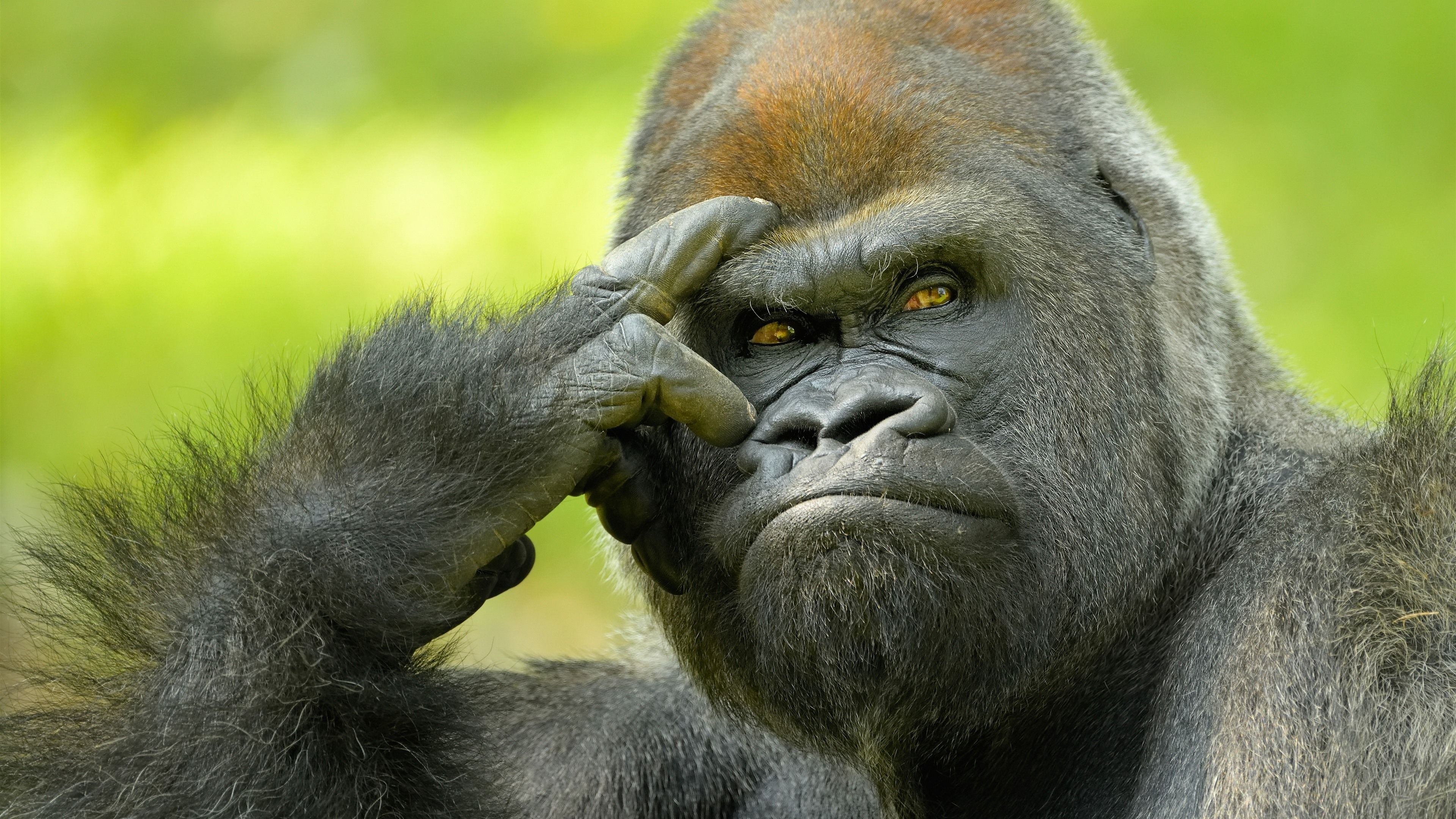 Gorilla 4k Wallpapers Wallpaper Cave