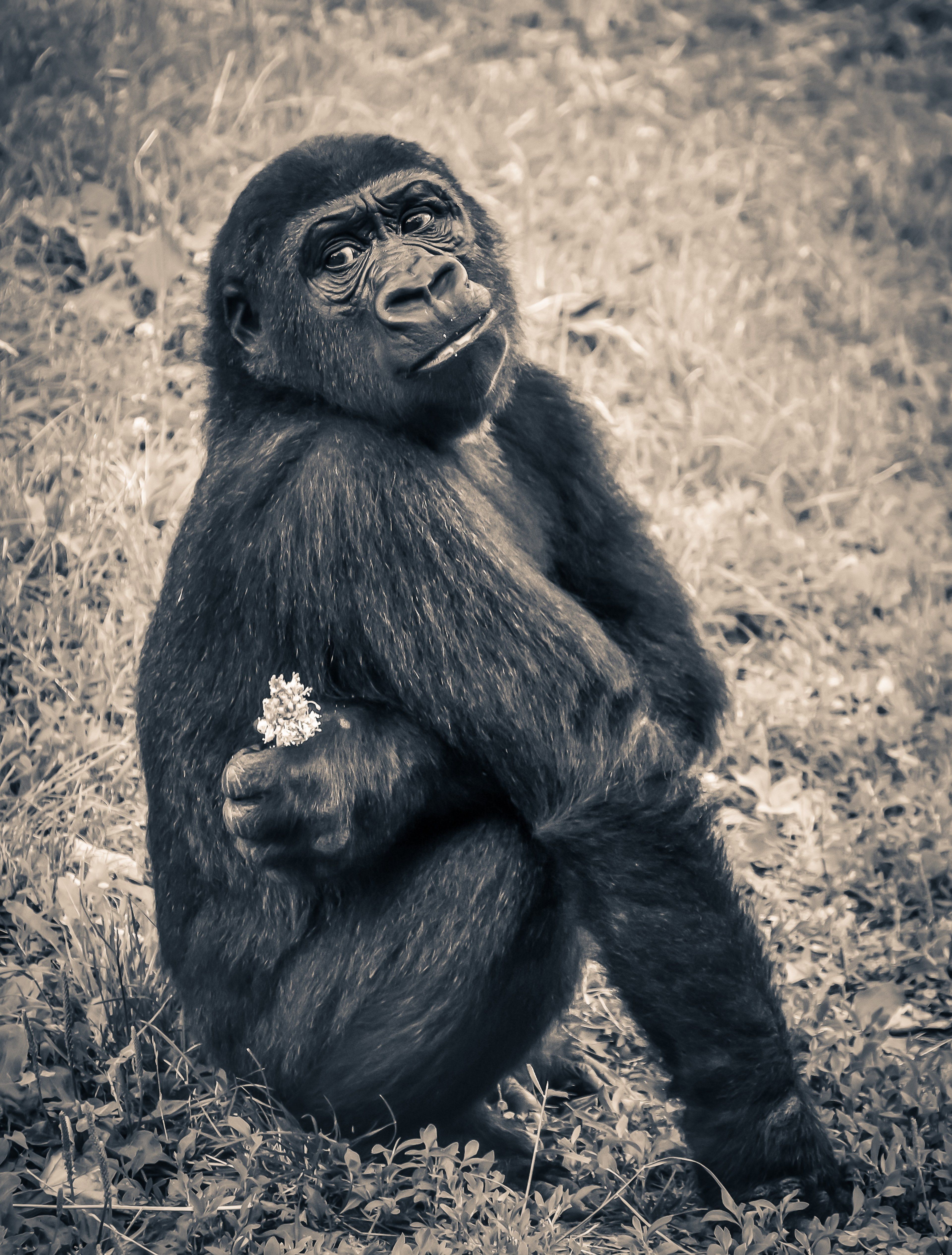 Wallpaper / gorilla monkey puppy ape endangered species young 4k wallpaper free download