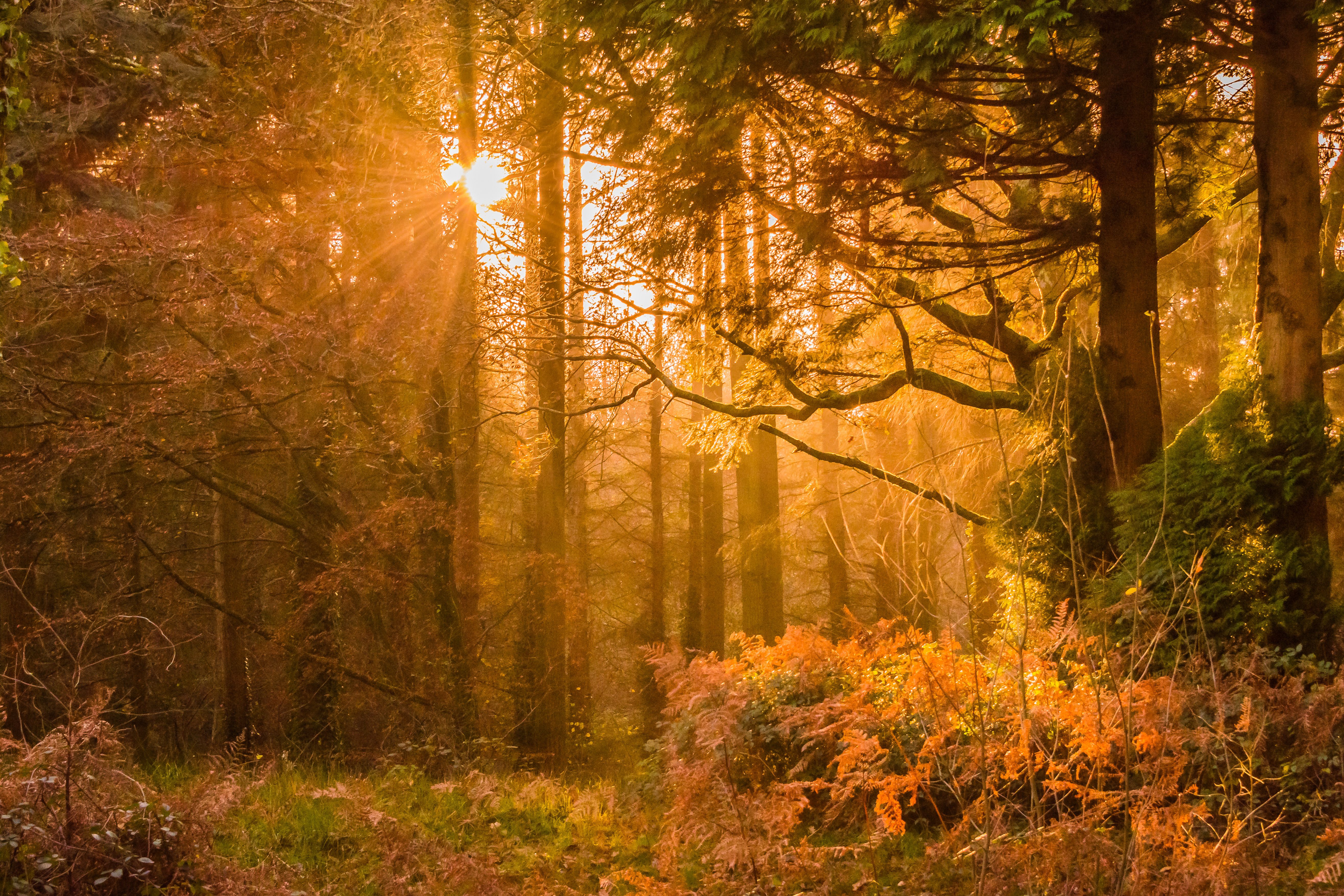 Yellow Sunset Rays In Forest 1600x1200 Resolution HD 4k Wallpaper, Image, Background, Photo and Picture