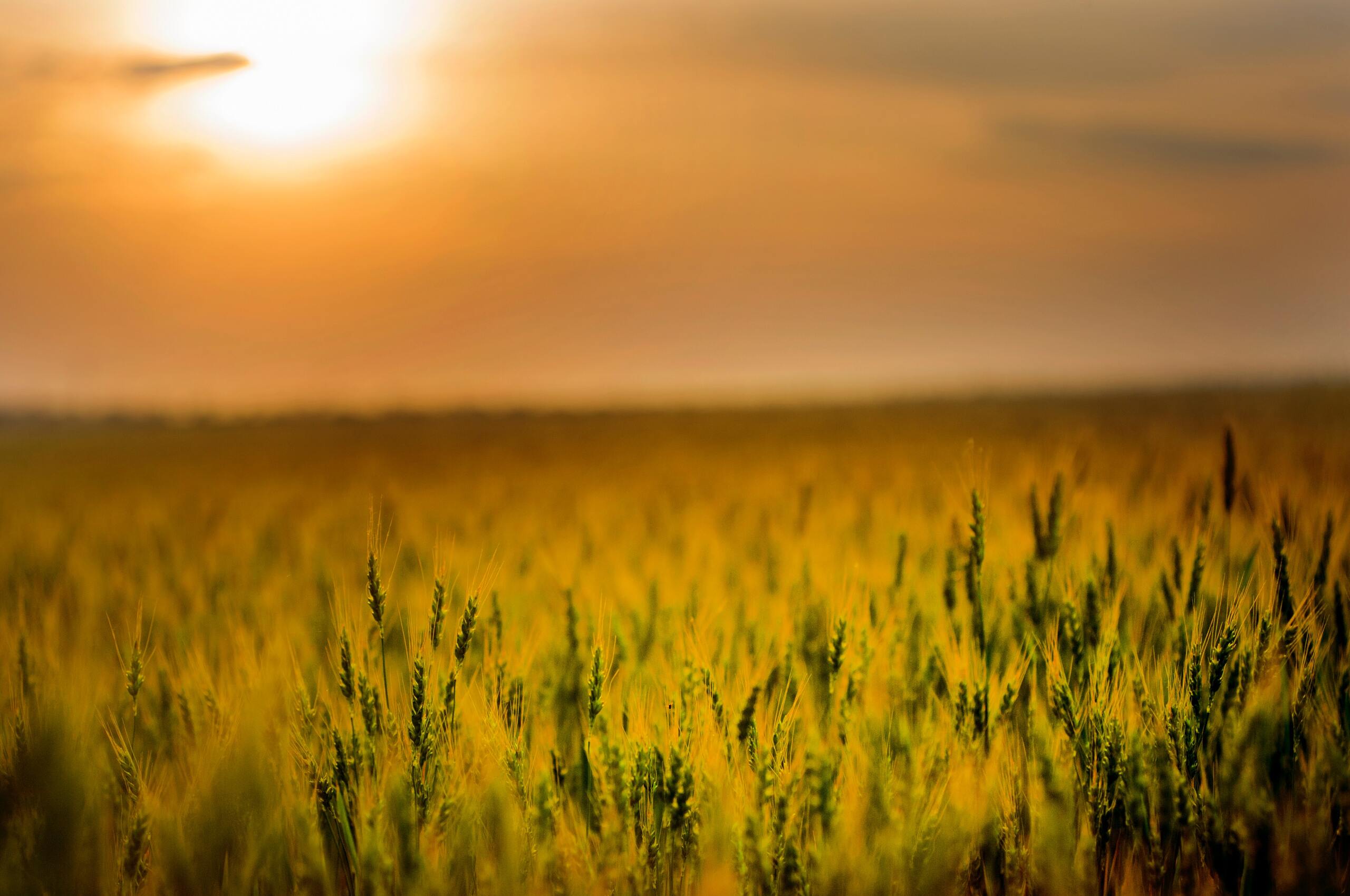Yellow Green Field During Sunset 4k Chromebook Pixel HD 4k Wallpaper, Image, Background, Photo and Picture
