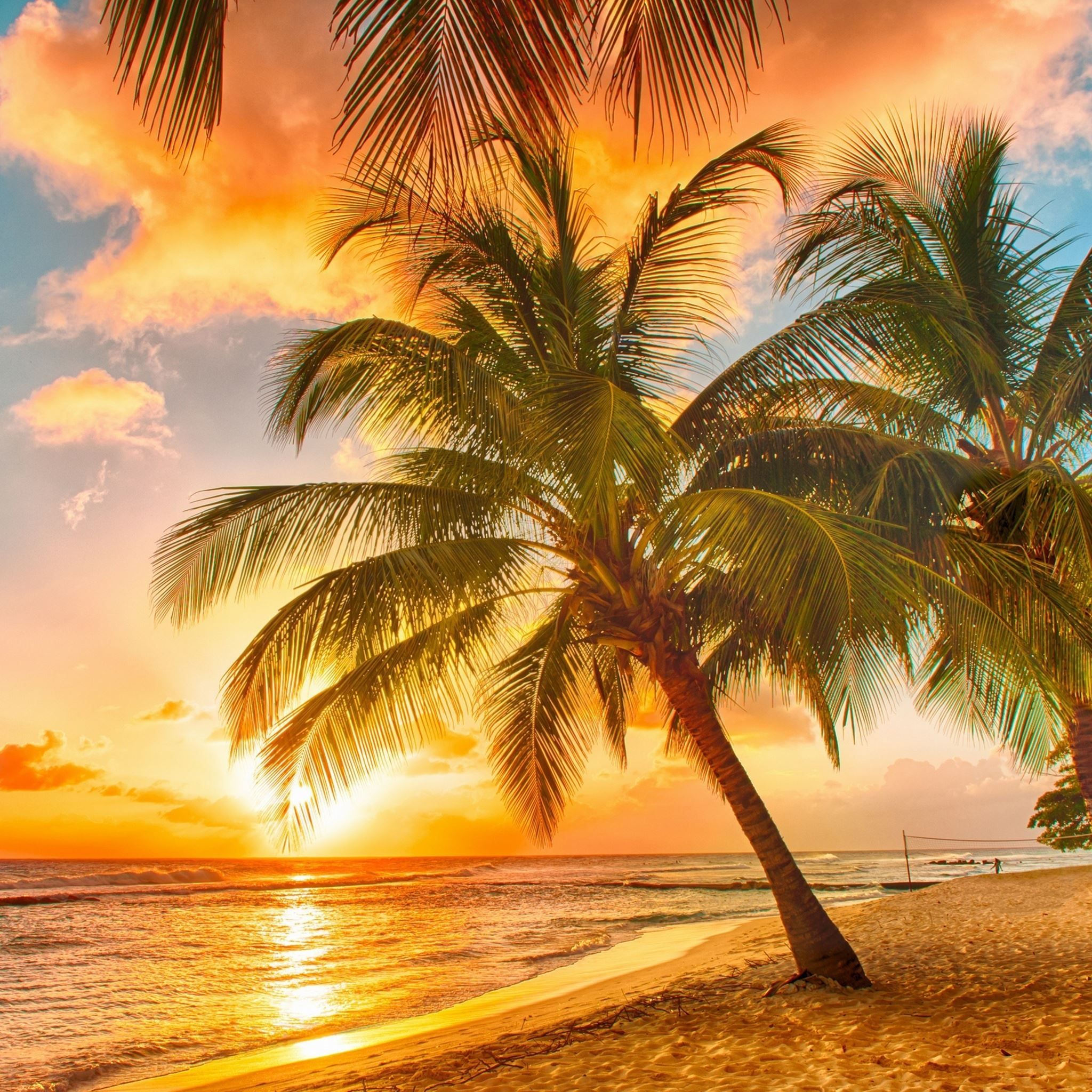 Palm Tree Tropical Beach iPad Air Wallpaper Free Download
