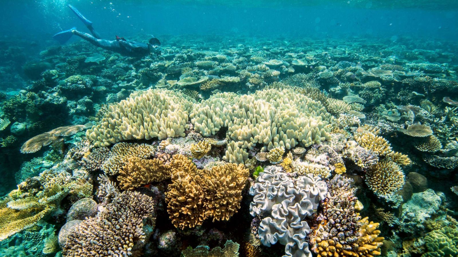 Great Barrier Reef has deteriorated to 'critical' level due to climate change
