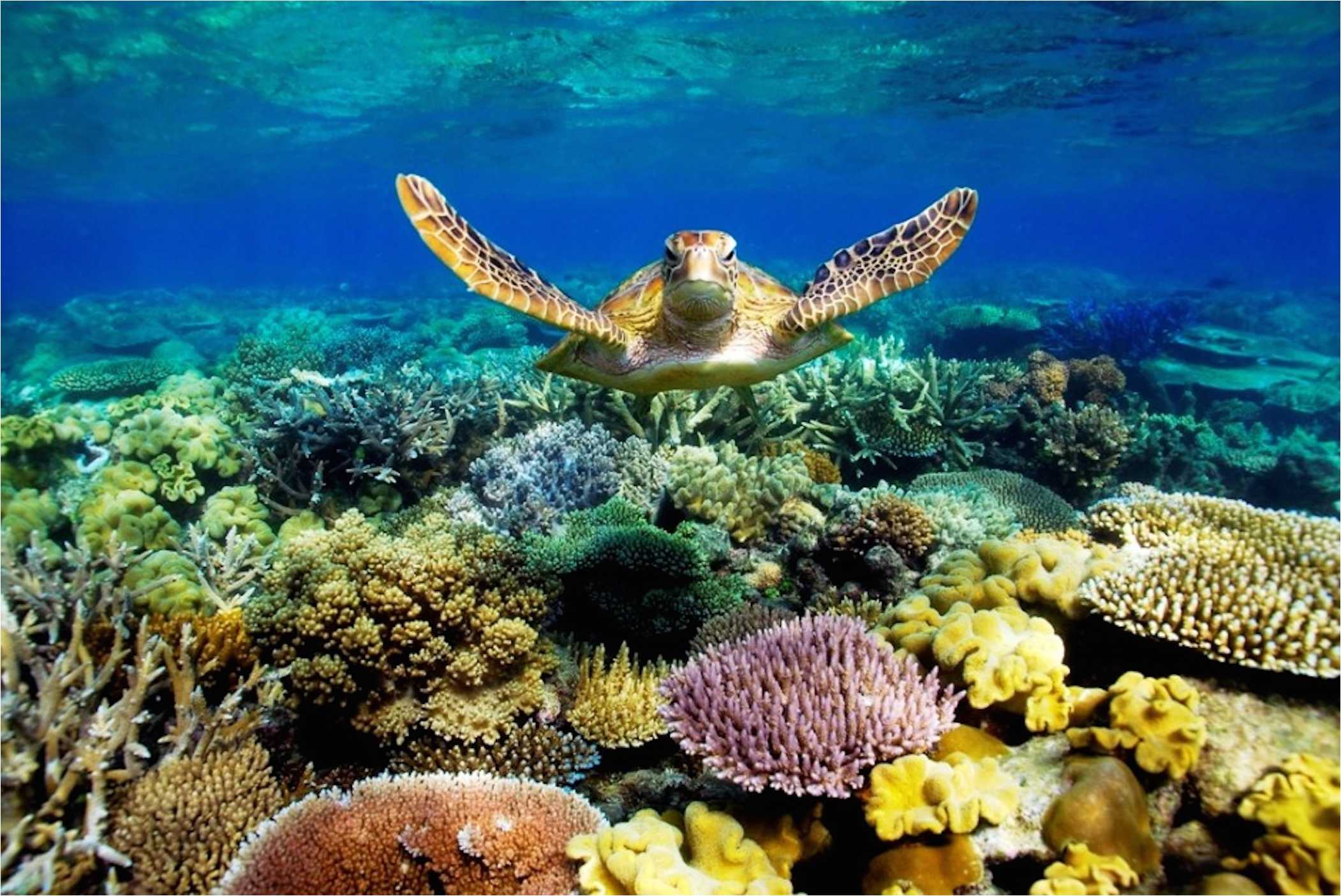 Great Barrier Reef Australia Uhd 4k Wallpaper Pixelz - vrogue.co
