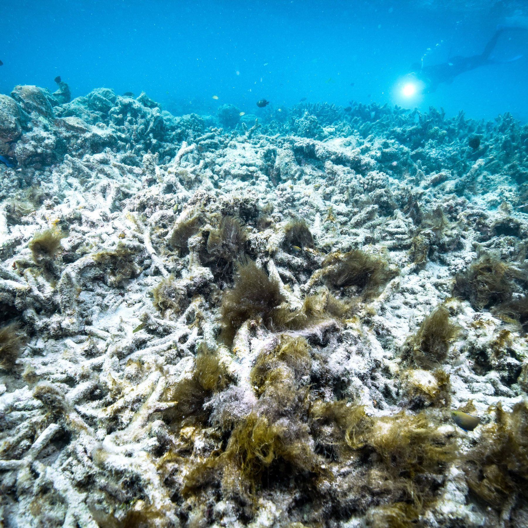 Great Barrier Reef Is Bleaching Again. It's Getting More Widespread