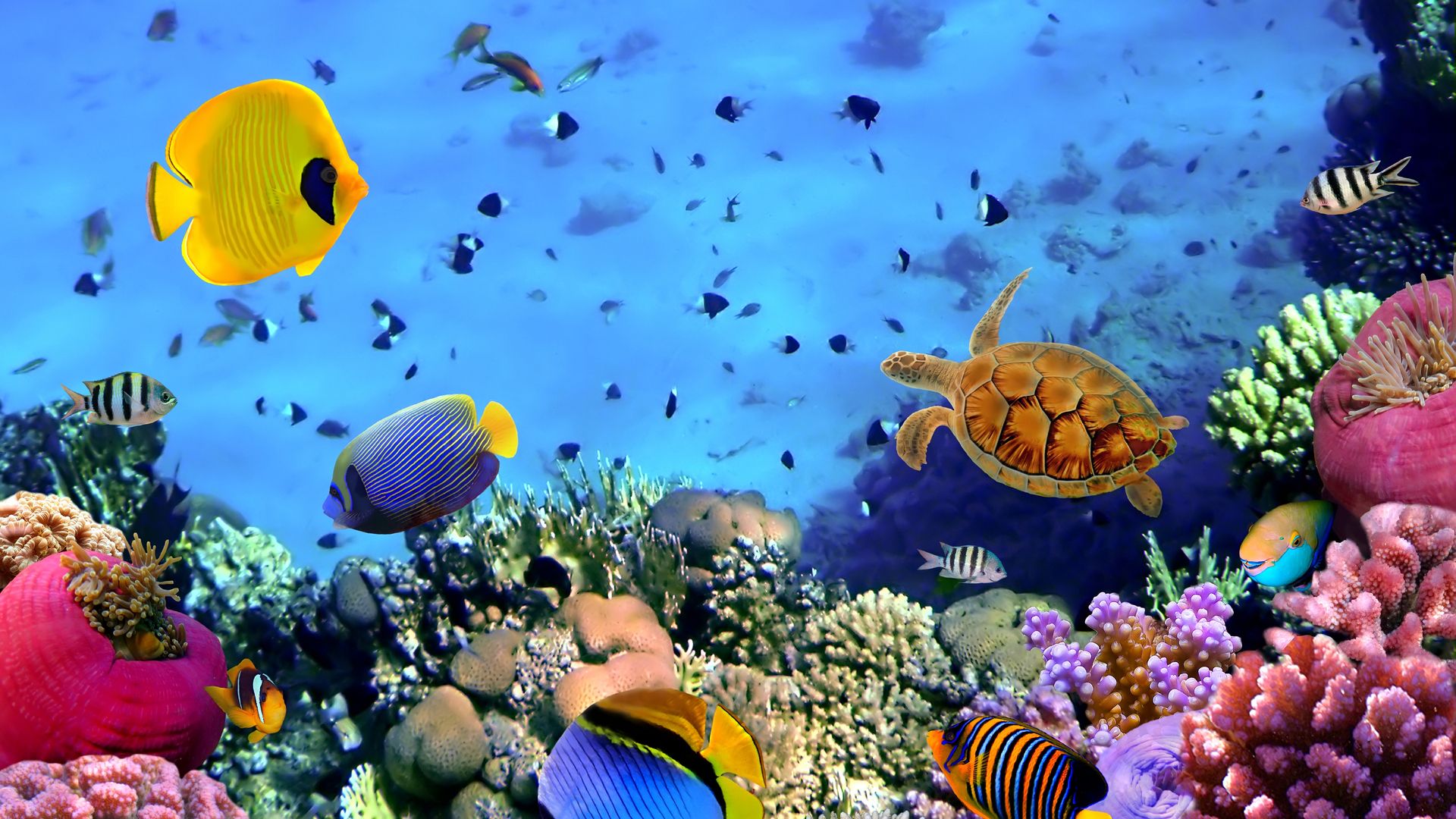 Animated Coral Reef Wallpaper