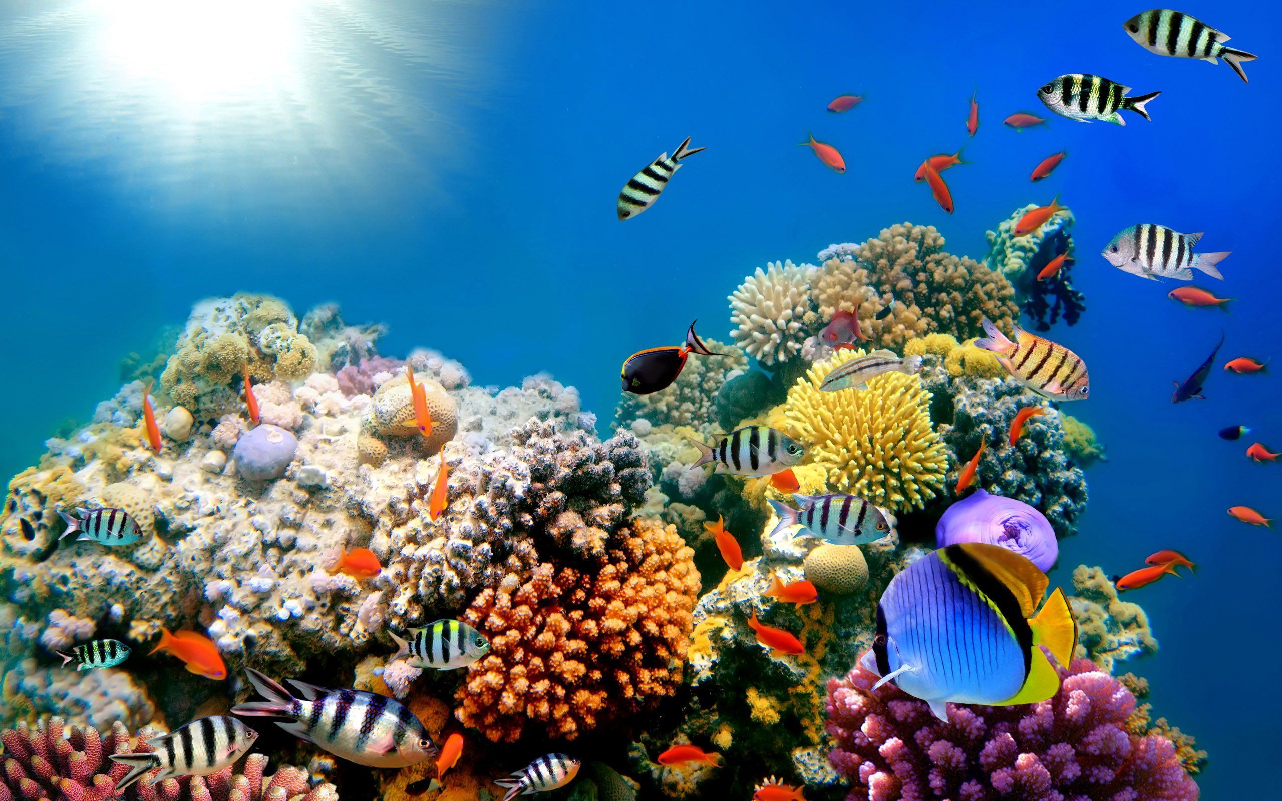 Marine Animals You Didn't Know Were Endangered. Coral wallpaper, Underwater wallpaper, Fish background