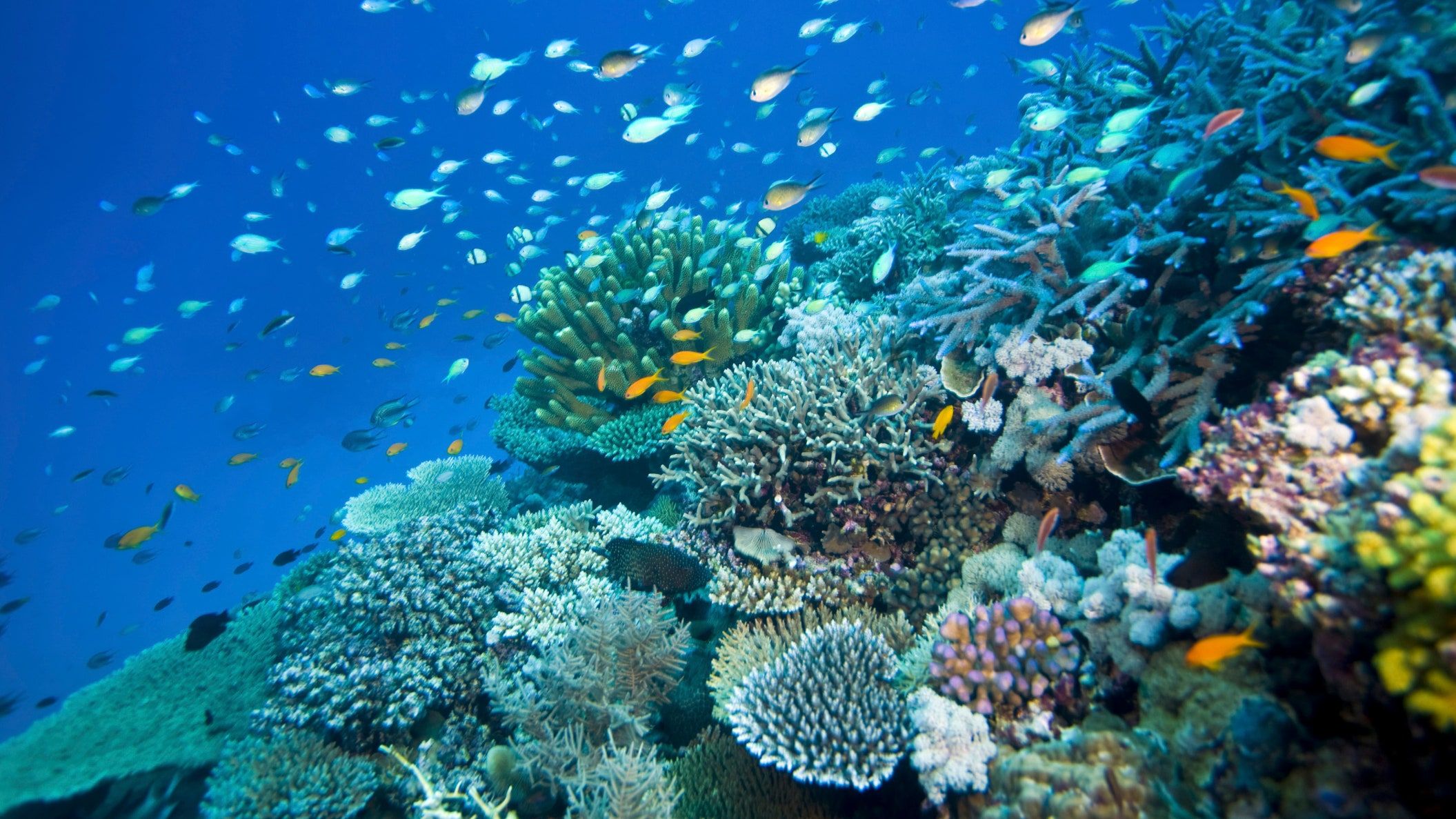 Australia's Great Barrier Reef Is Not Dead.Yet. Condé Nast Traveler