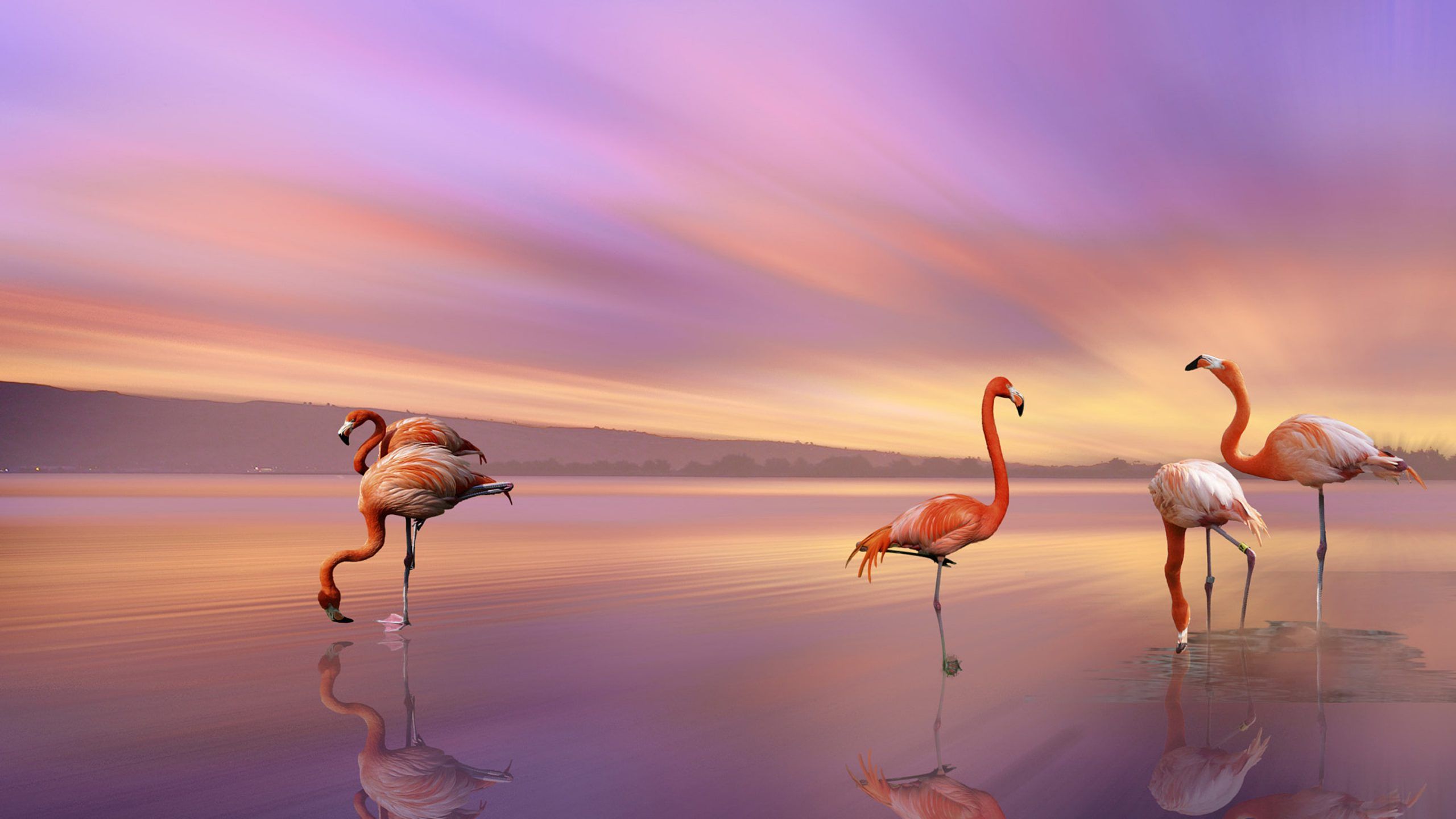 Flamingoes Sunset Wallpaper Free HD Wallpaper