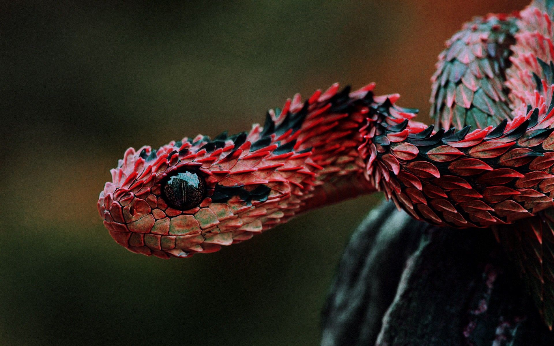 Snake Wallpaper HD 1080p, High Quality Background