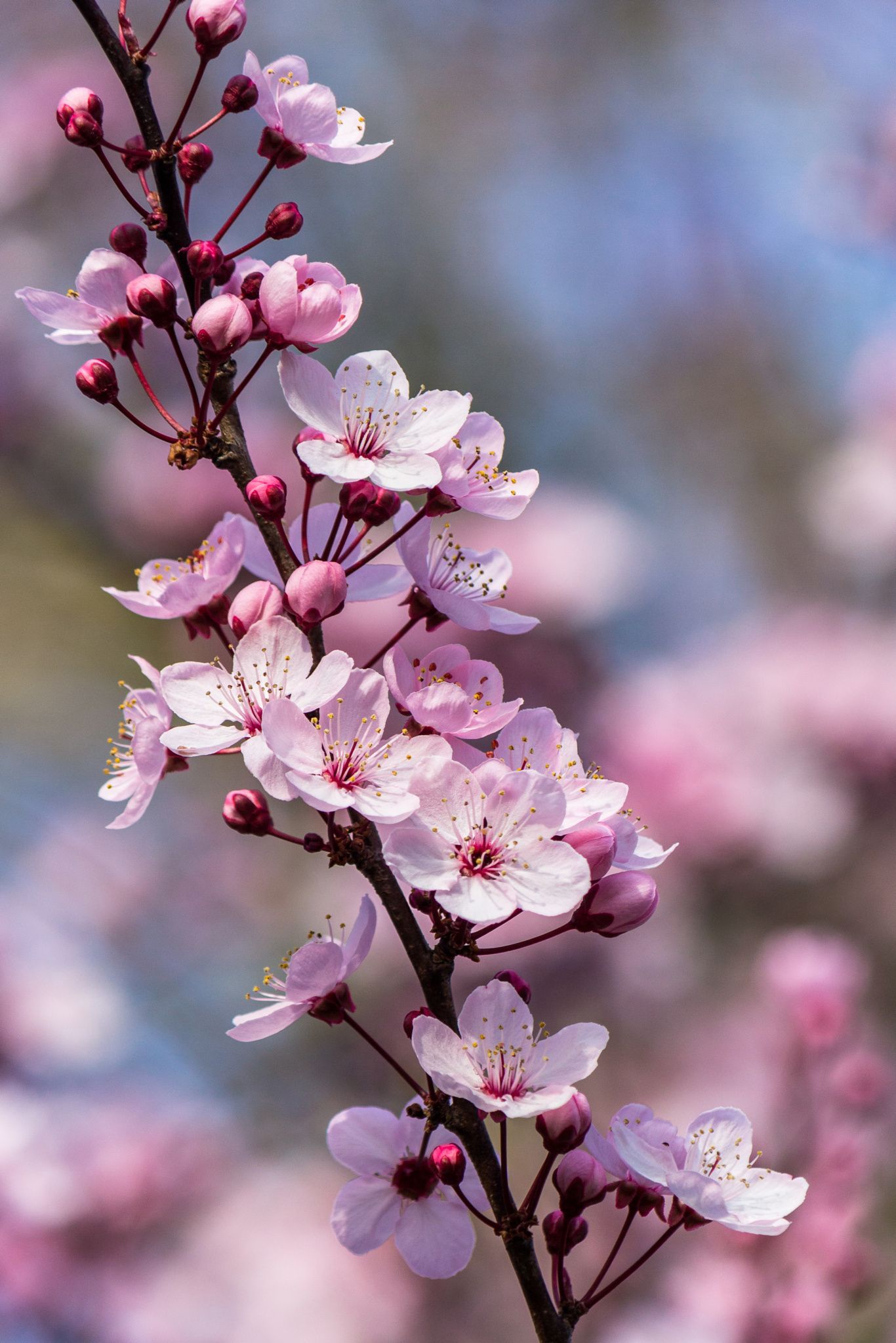 Visions of Plum Blossoms. Cherry blossom picture, Cherry blossom wallpaper, Beautiful flowers wallpaper