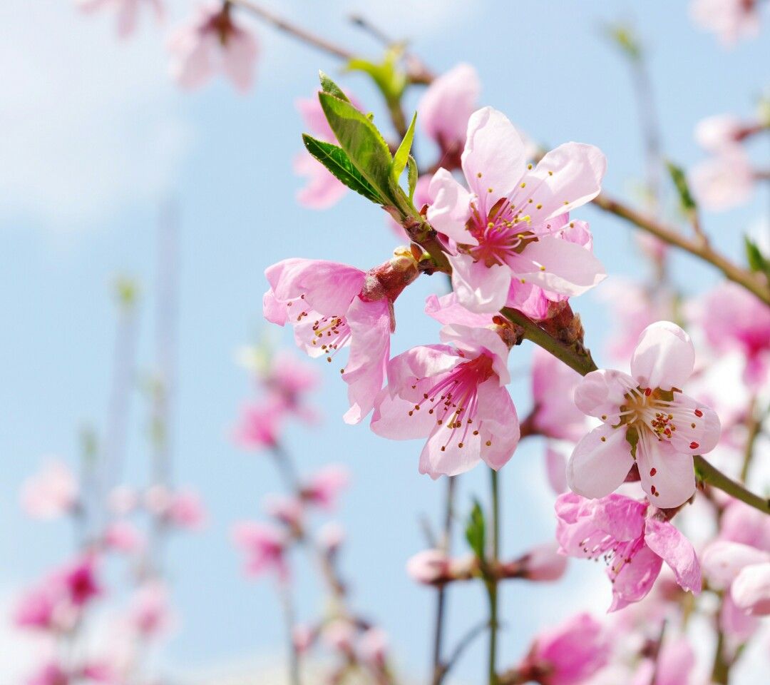 Plum Flower.. Oppo Wallpaper. Cherry blossom wallpaper, Flowers, Nature background image